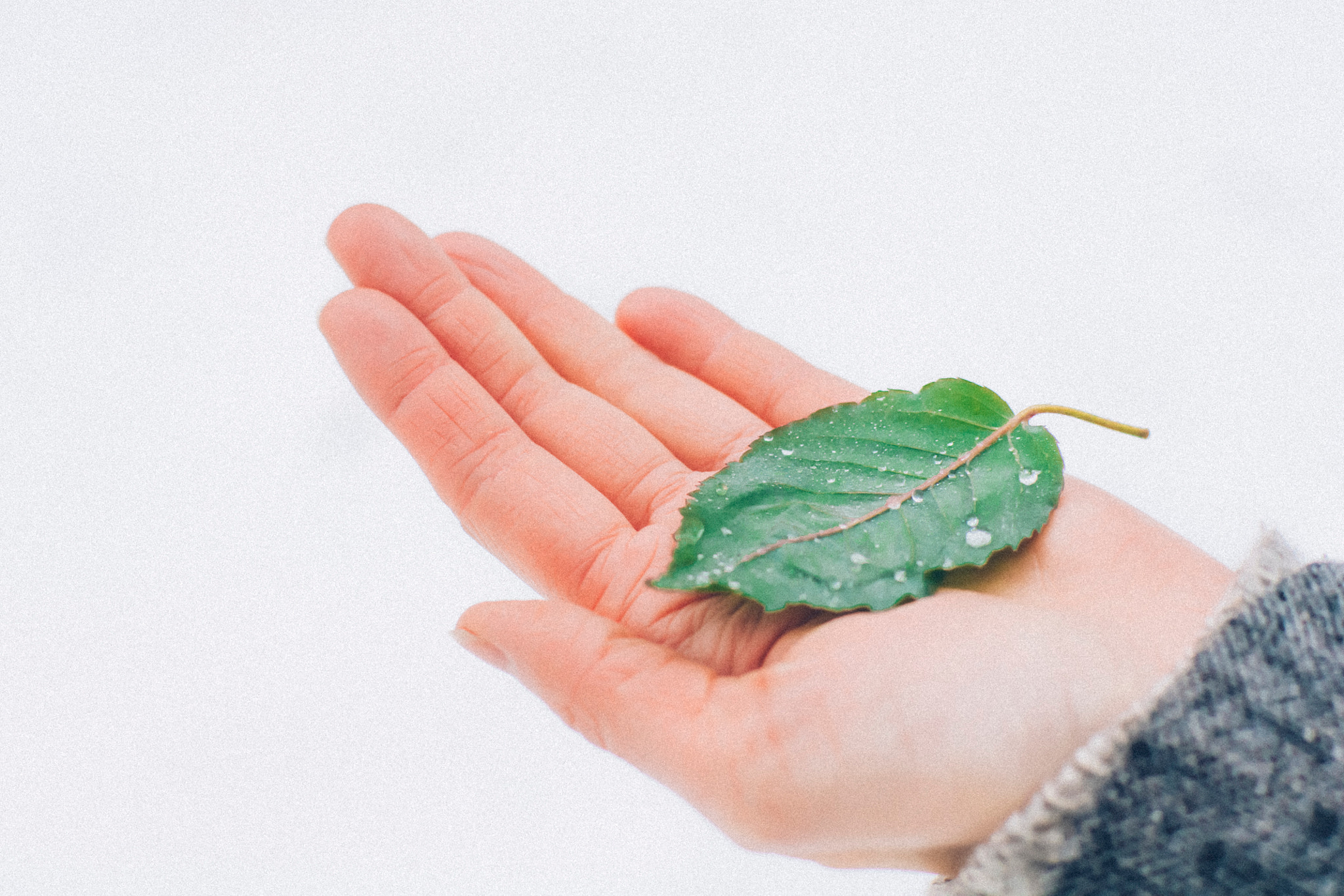 Sony Alpha DSLR-A500 + Sony 50mm F1.4 sample photo. Leaf on the hand photography