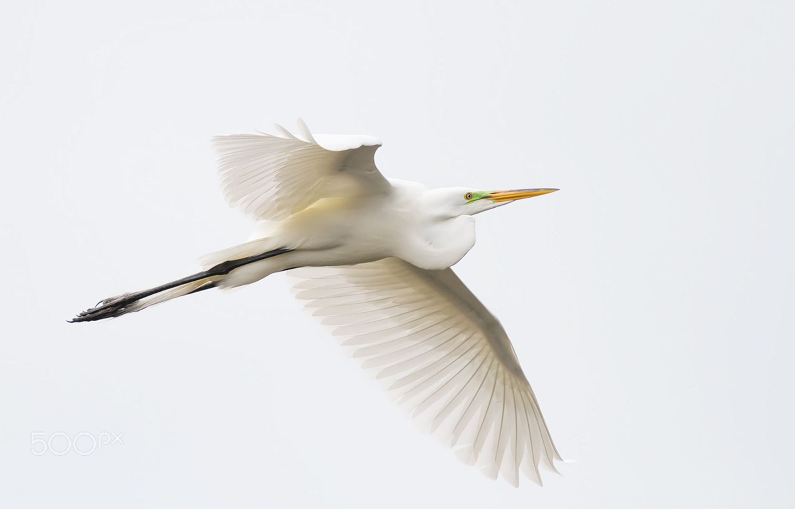 Canon EF 70-200mm F4L IS USM sample photo. Great egret - florida photography