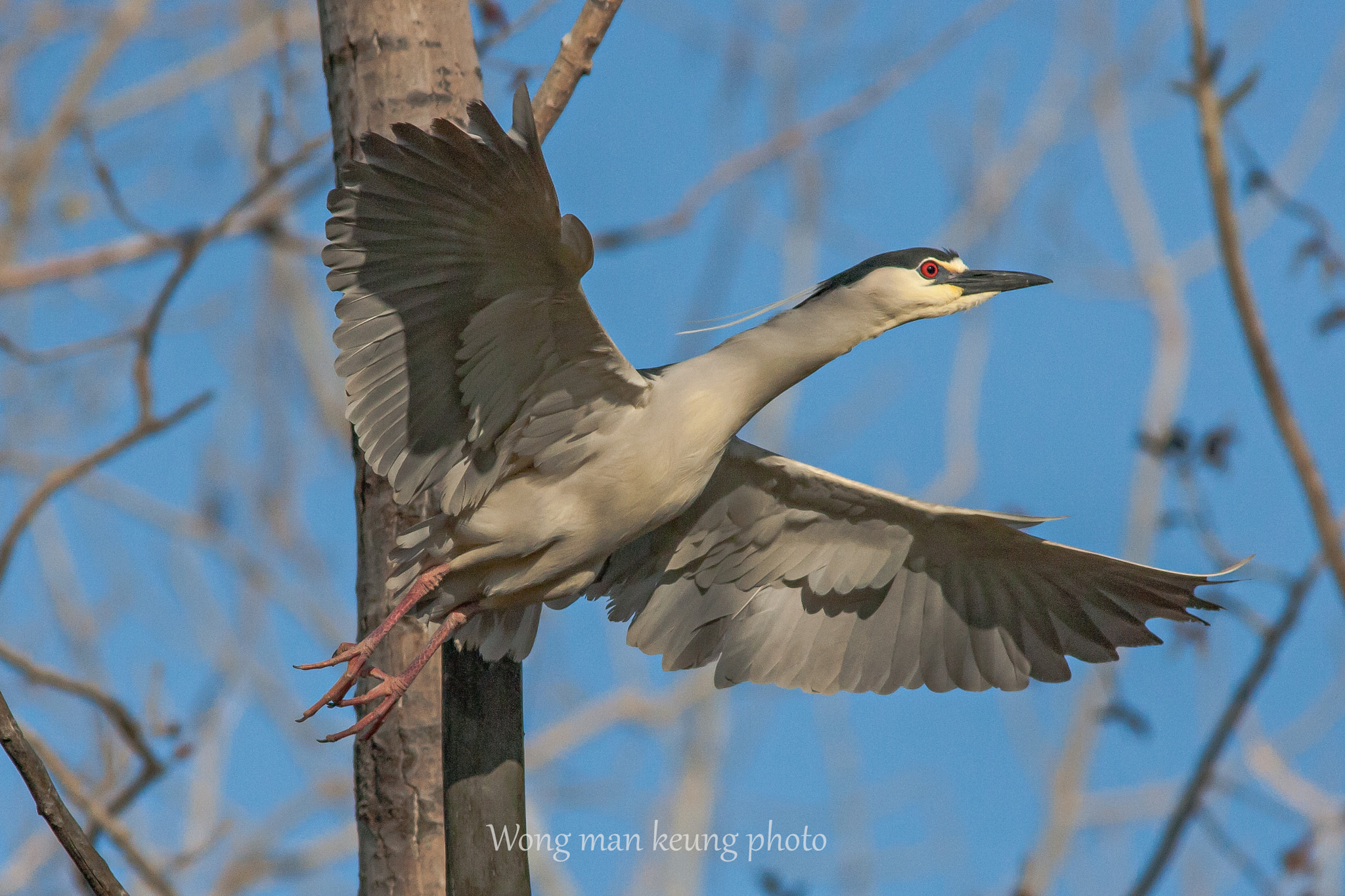 Canon EOS-1D Mark III + Canon EF 400mm F5.6L USM sample photo. Night huron photography