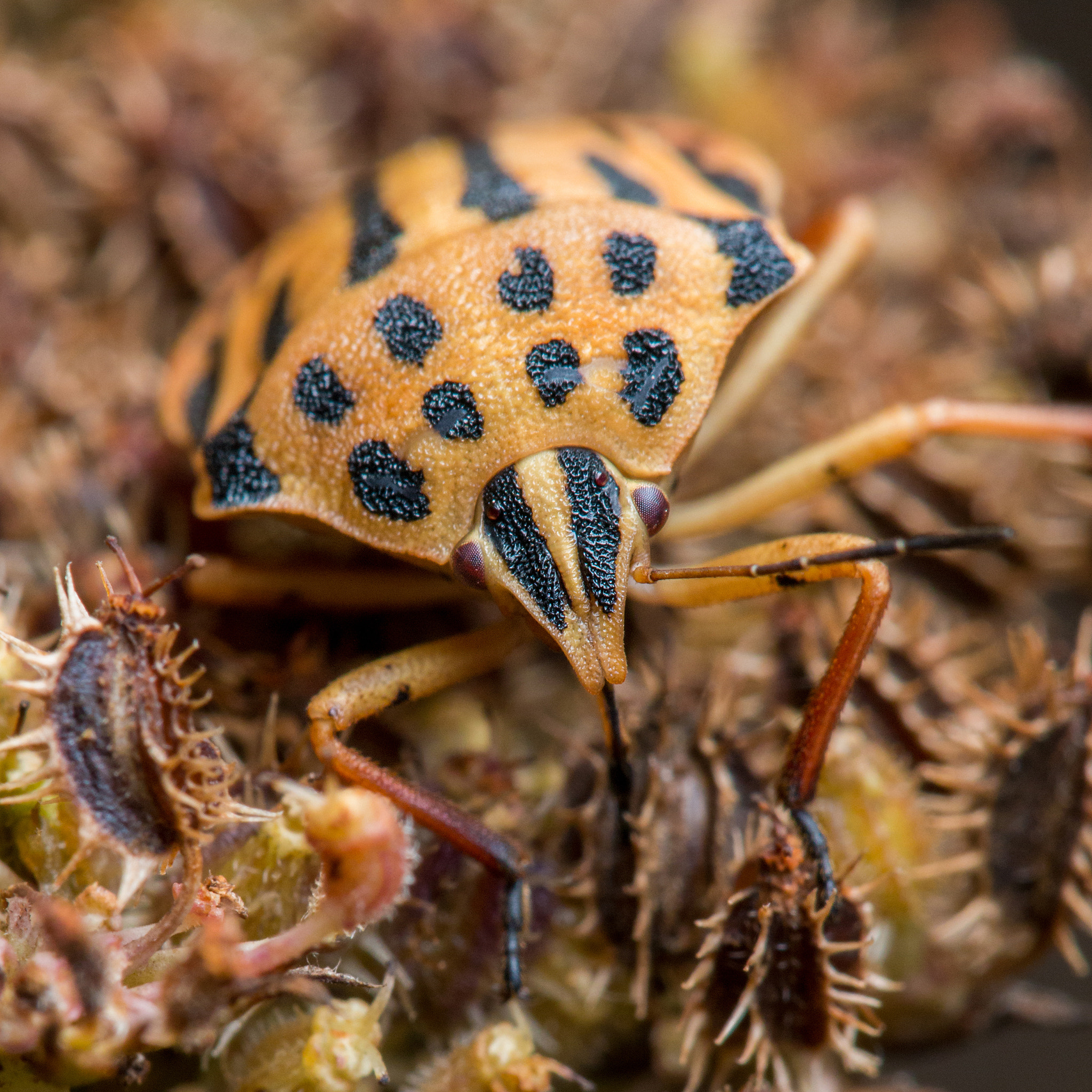 Sigma APO Macro 150mm f/2.8 EX DG HSM sample photo. Cruce photography