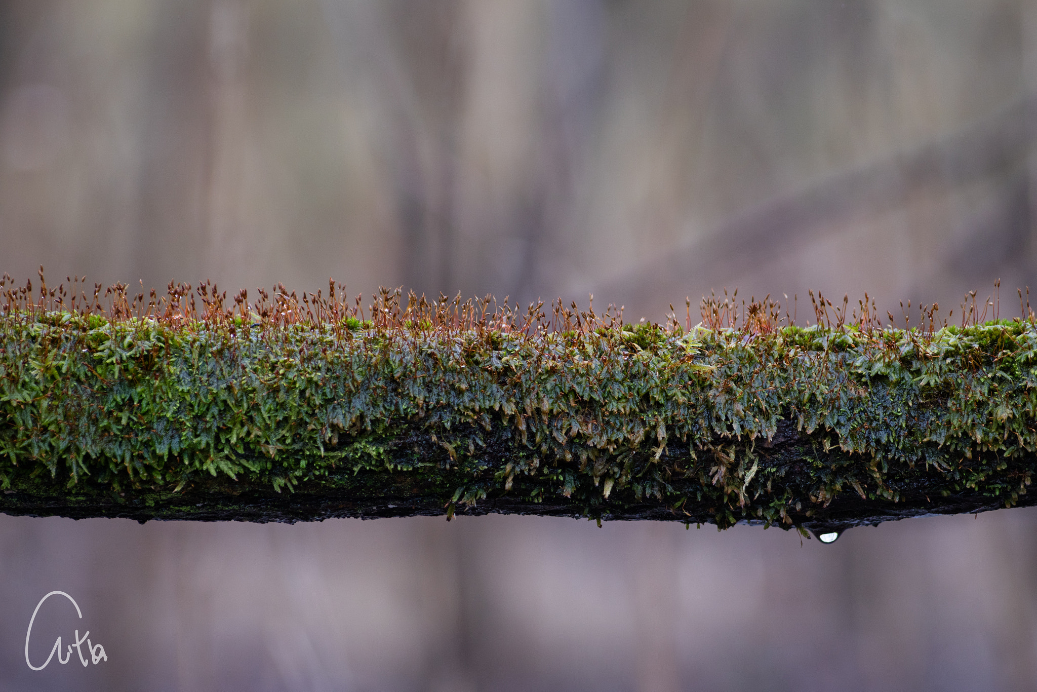 Canon EOS M3 sample photo. Sprout on the branches photography