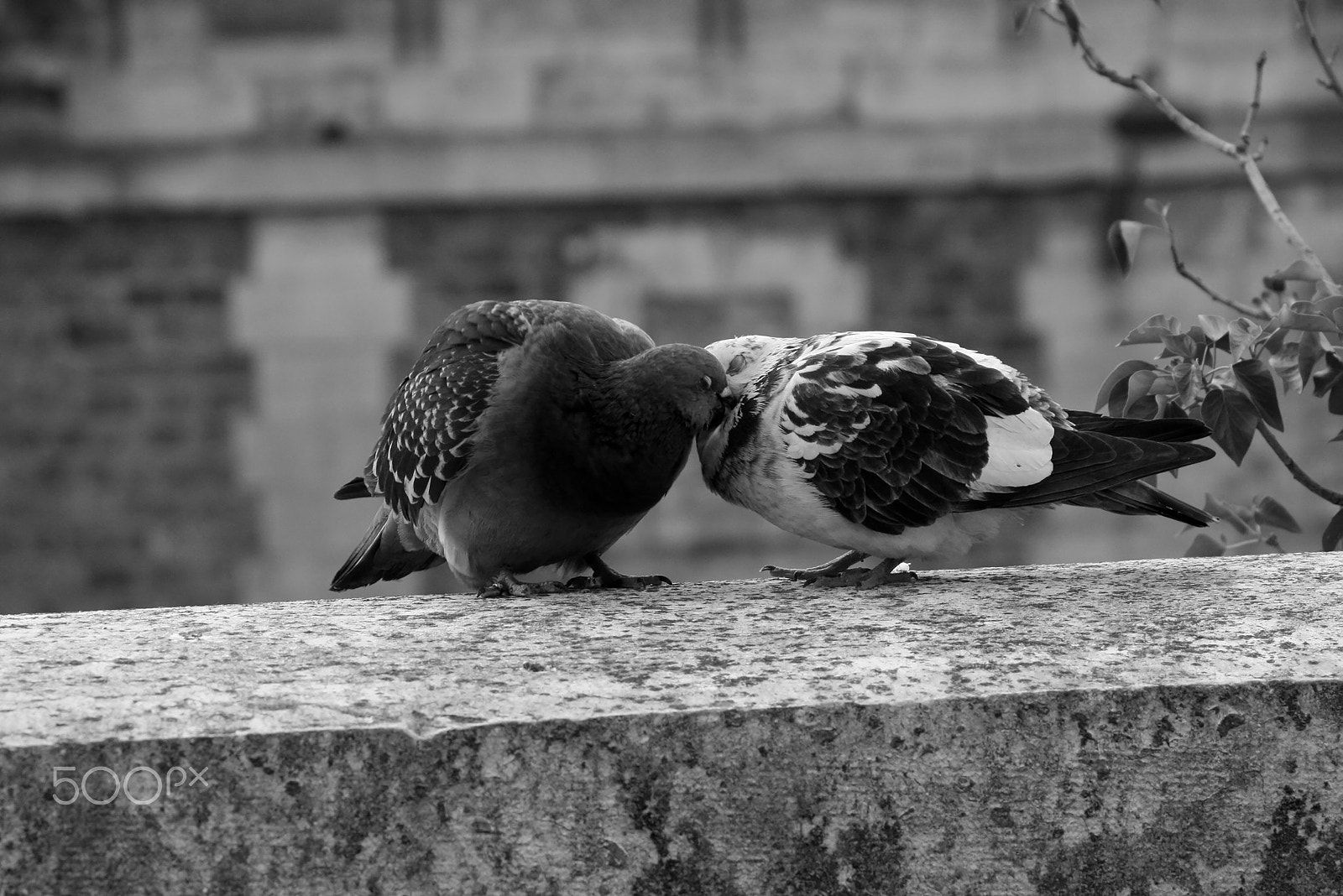 Canon EF 55-200mm F4.5-5.6 II USM sample photo. Bird love by david delgado ruiz [ ddr ] photography