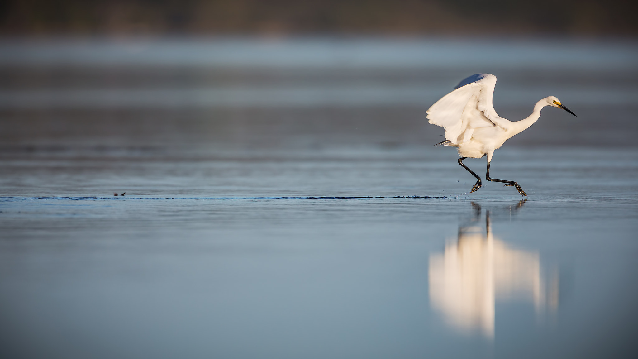 Little Egret - Chase!