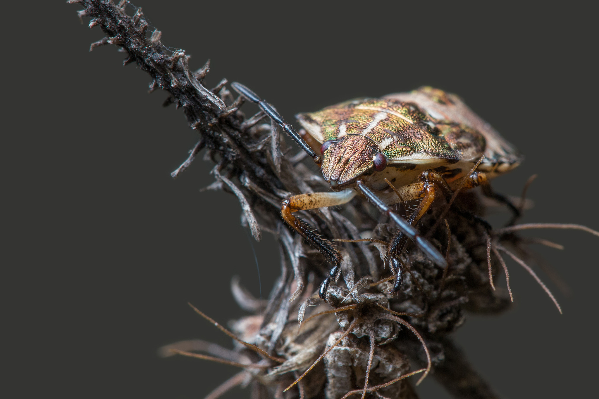 Sigma APO Macro 150mm f/2.8 EX DG HSM sample photo. Brillante photography