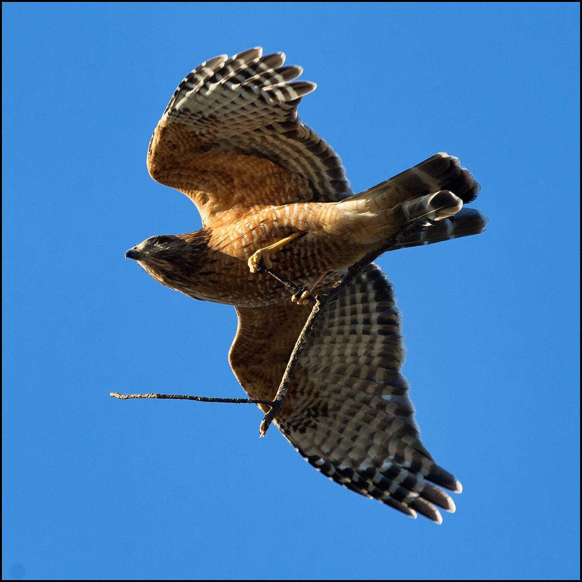 Canon EF 300mm F2.8L IS USM sample photo. Nest in the making photography