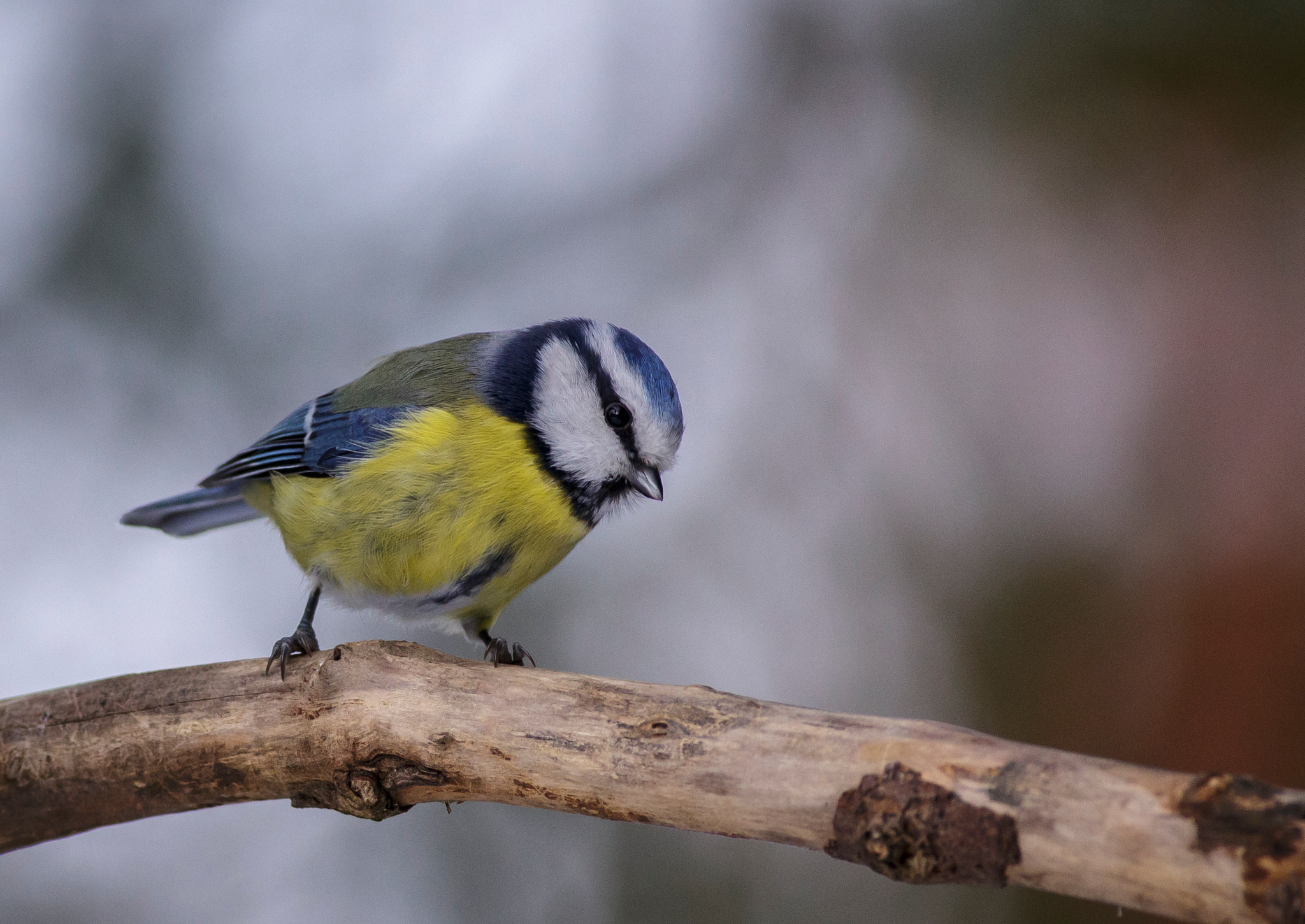 Canon EOS 6D + Canon EF 400mm F5.6L USM sample photo. Blue tit photography