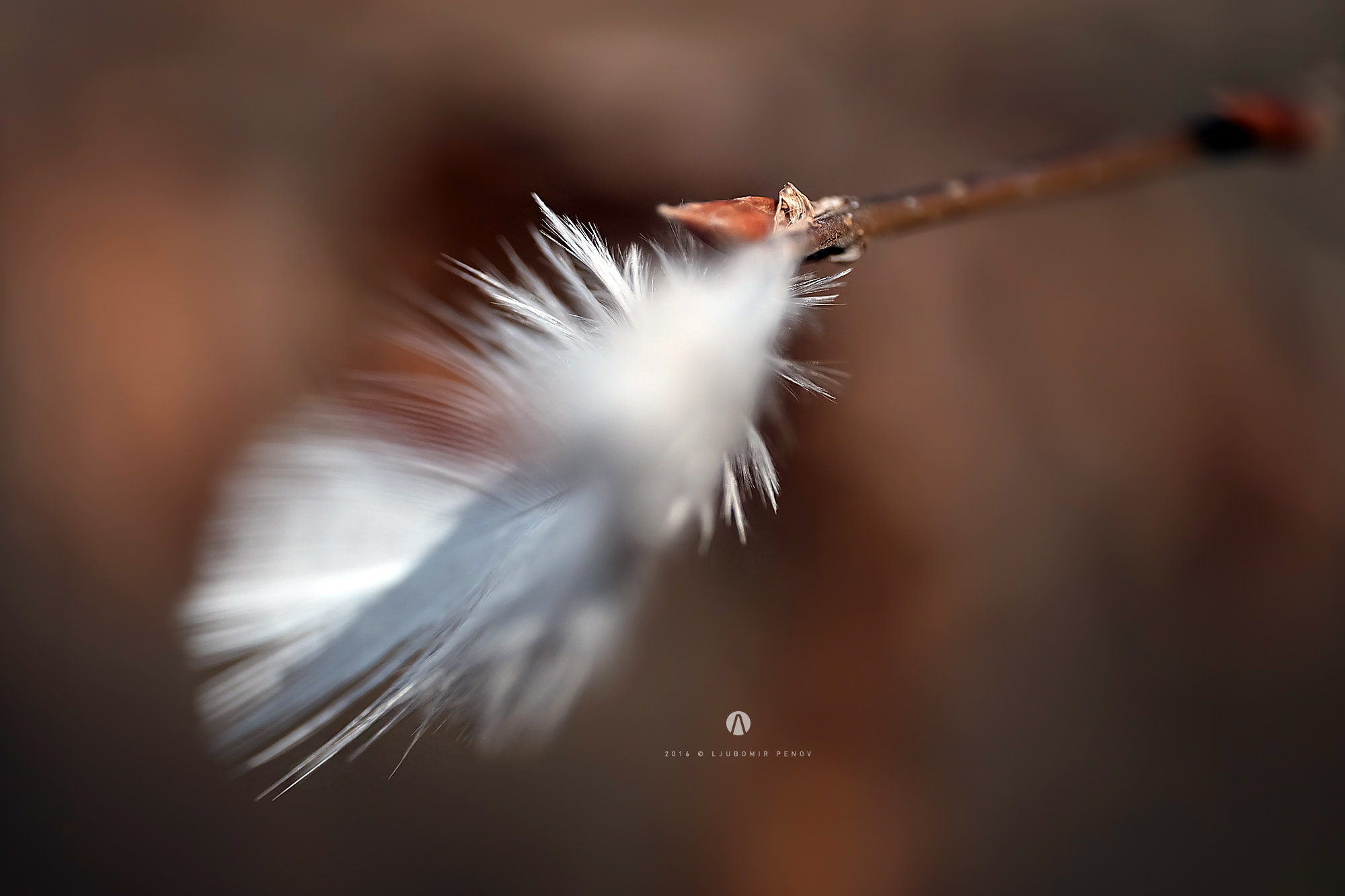 Fujifilm X-A2 + ZEISS Touit 50mm F2.8 sample photo. Feather photography
