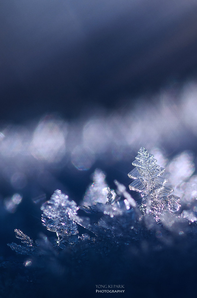 Pentax smc D-FA 100mm F2.8 macro sample photo. The secret pagoda photography