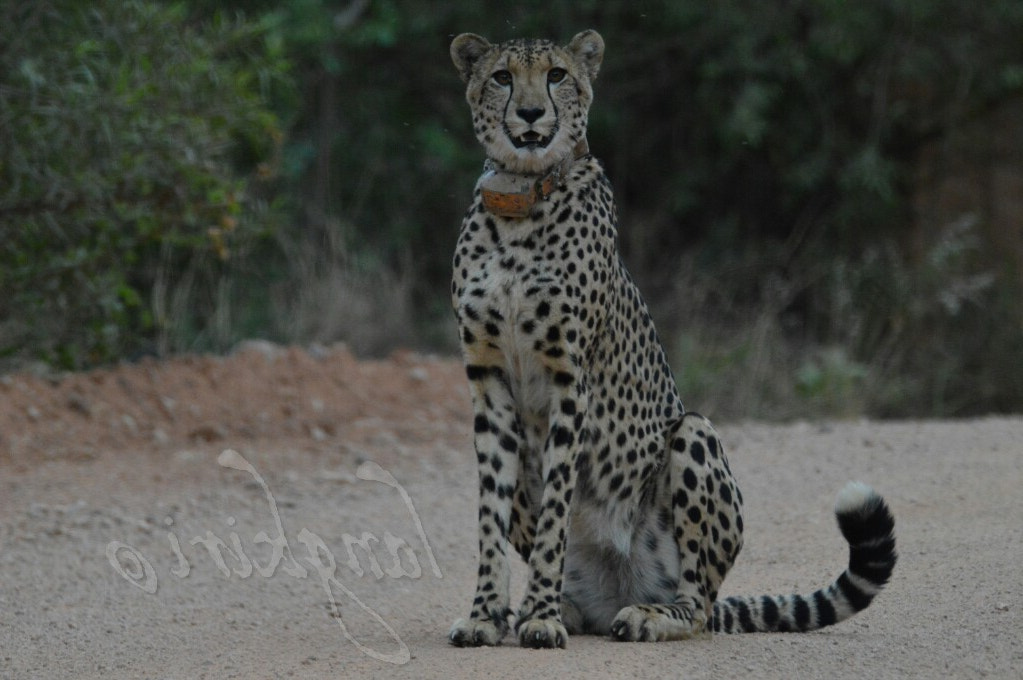 Sigma 150-600mm F5-6.3 DG OS HSM | C sample photo. Who's watching who?  photography