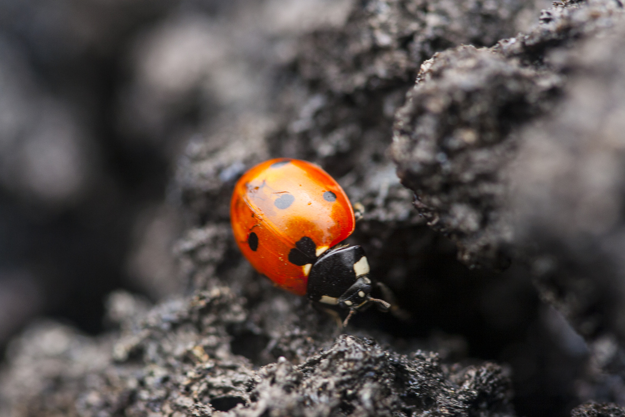 Canon EF 100mm F2.8 Macro USM sample photo. Ladybug, where are you going? photography