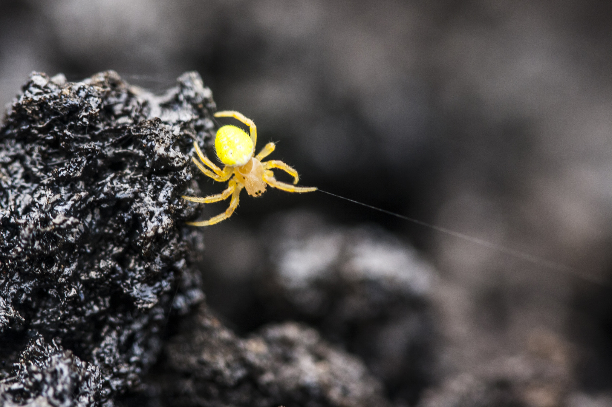 Canon EF 100mm F2.8 Macro USM sample photo. The tightrope walker photography