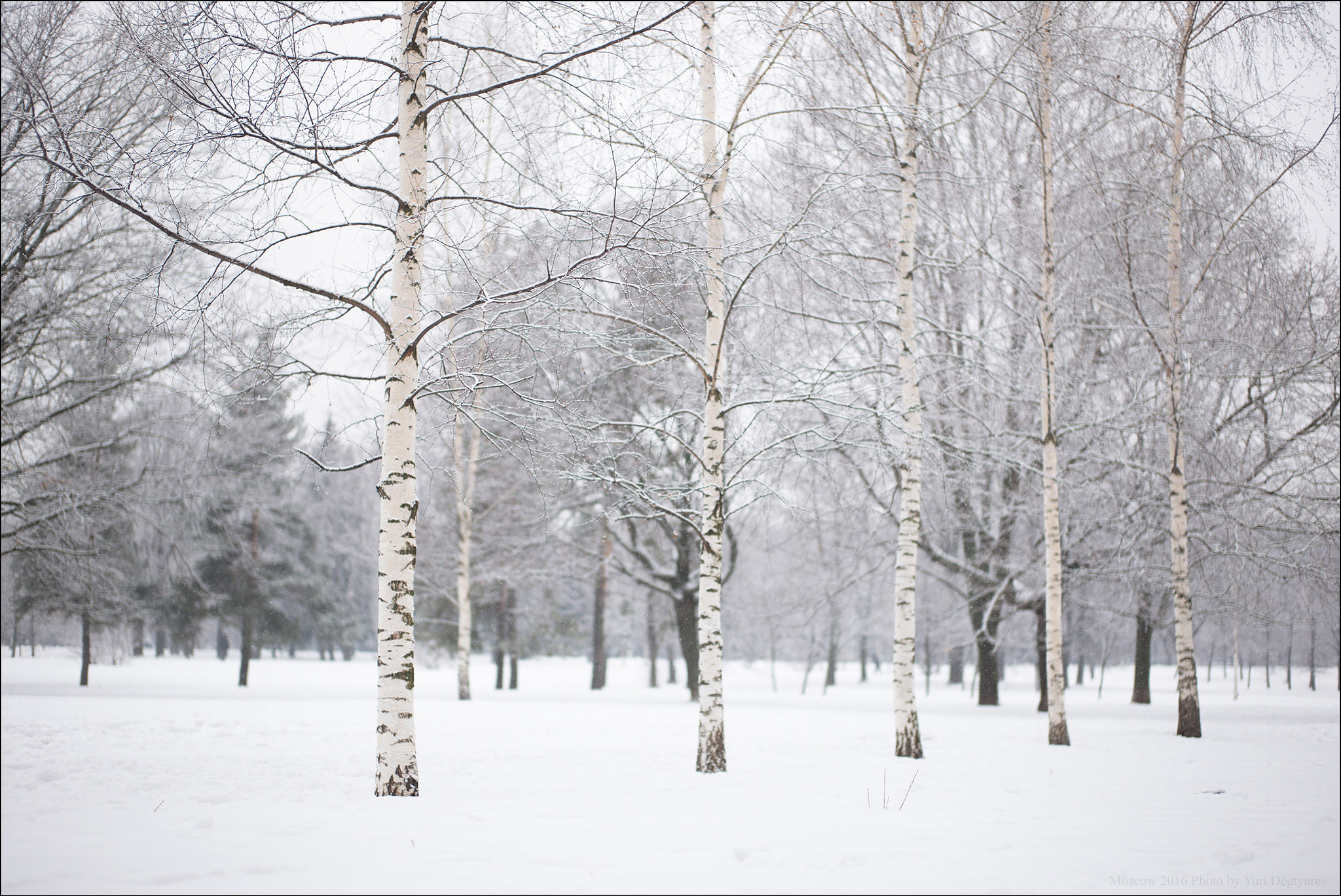Summicron 1:2/50 Leitz sample photo. Russia. moscow. park of the 40th anniversary of th photography