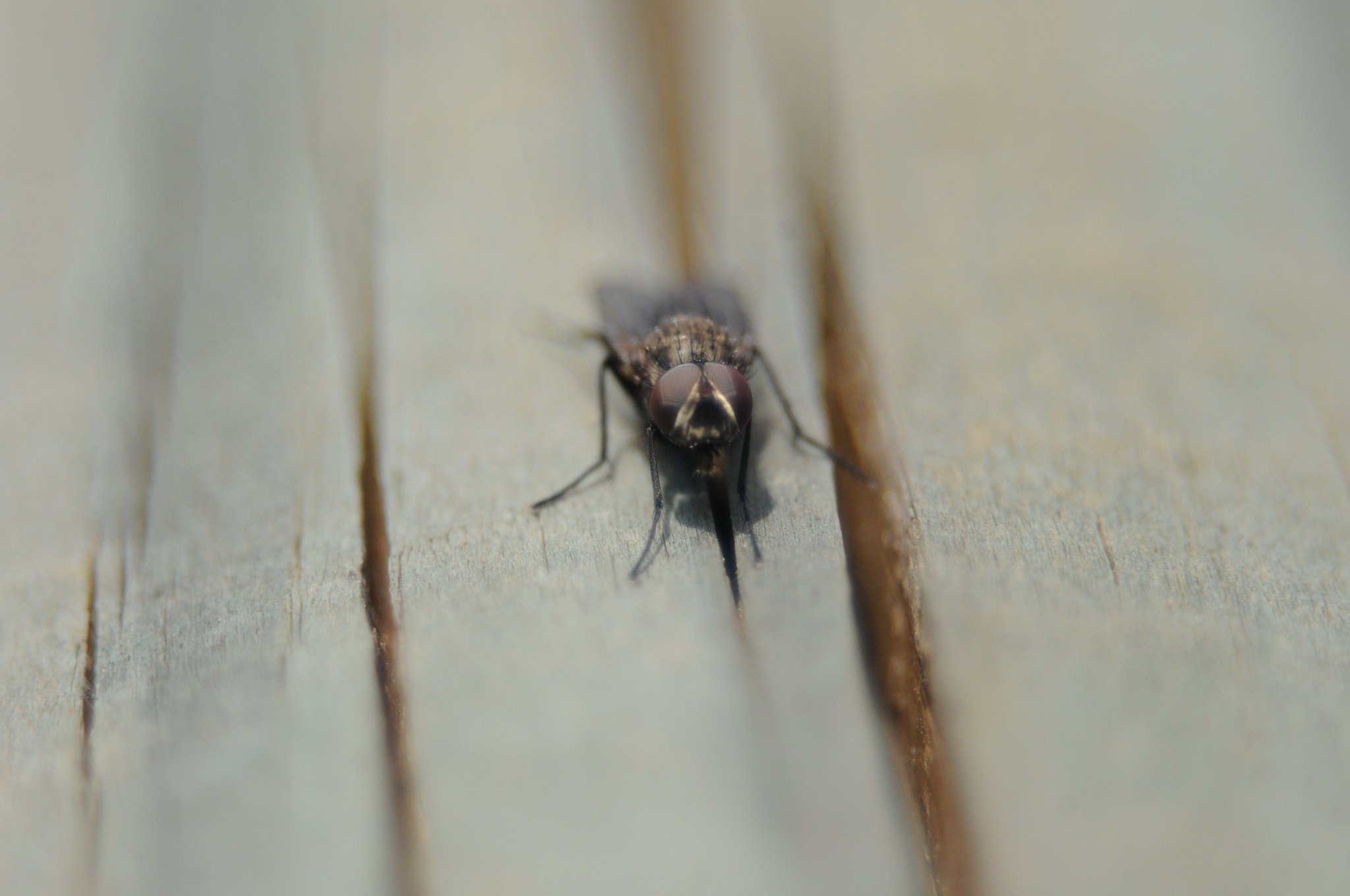 AF Zoom-Nikkor 35-80mm f/4-5.6D sample photo. [] photography