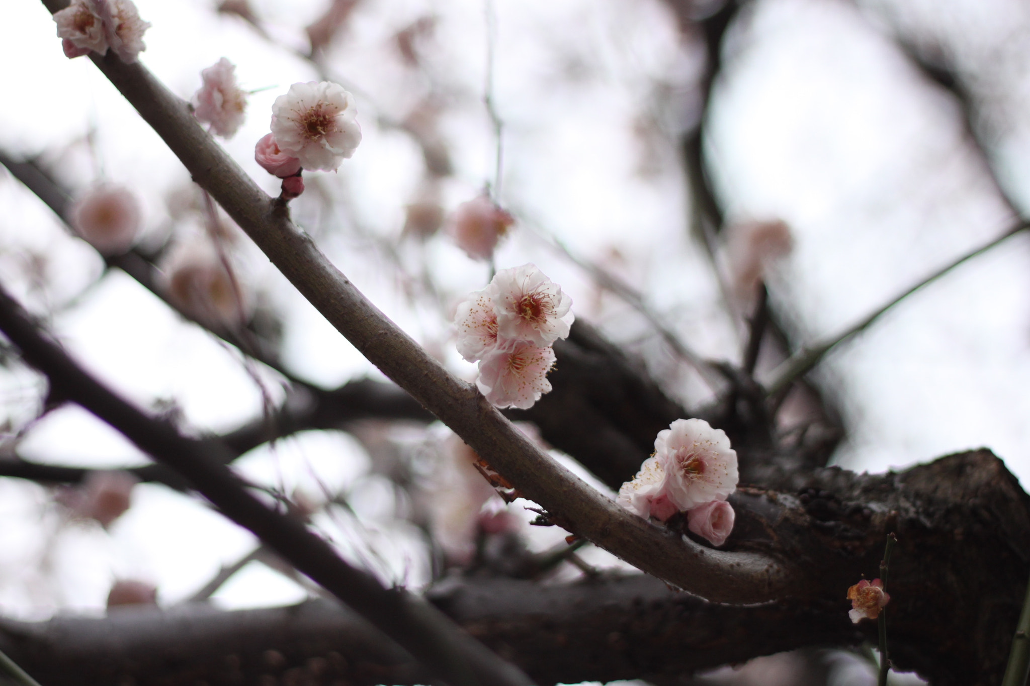 Canon EOS 500D (EOS Rebel T1i / EOS Kiss X3) + Canon EF 50mm F1.8 II sample photo. Whispering photography