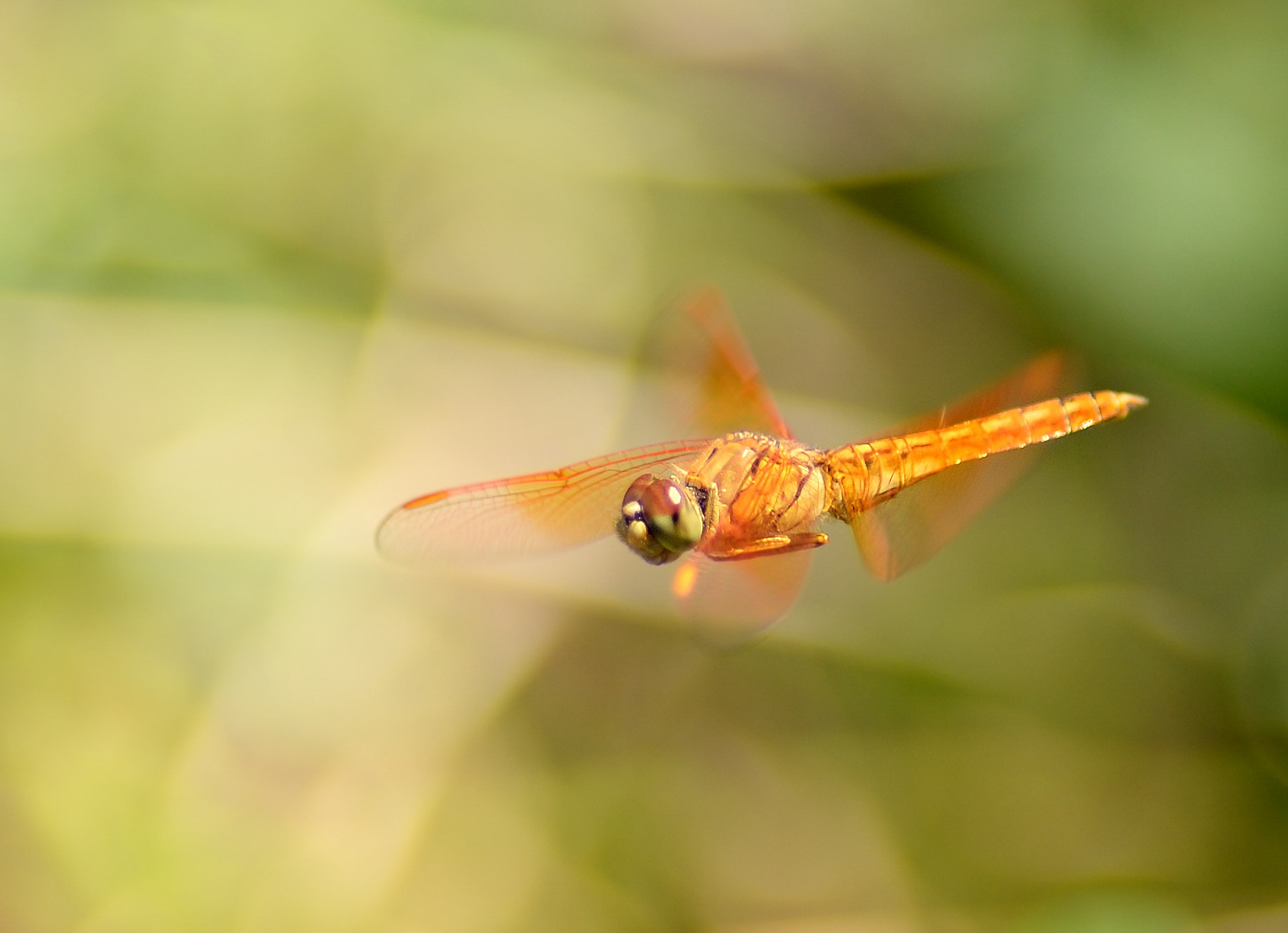 Nikon D610 + Nikon AF Nikkor 180mm F2.8D ED-IF sample photo