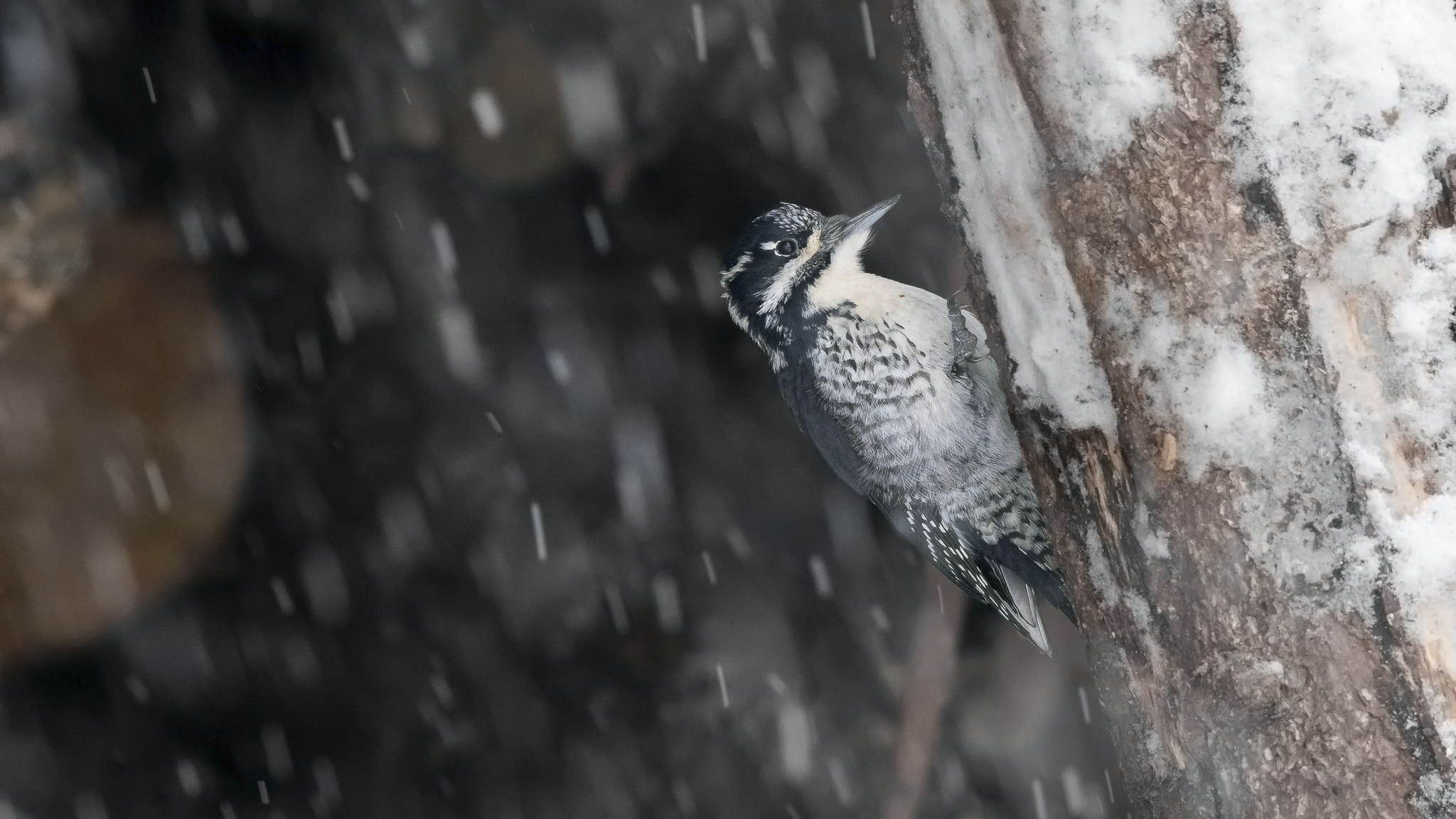 Sigma 150-500mm F5-6.3 DG OS HSM sample photo. Three-toed woodpecker. photography