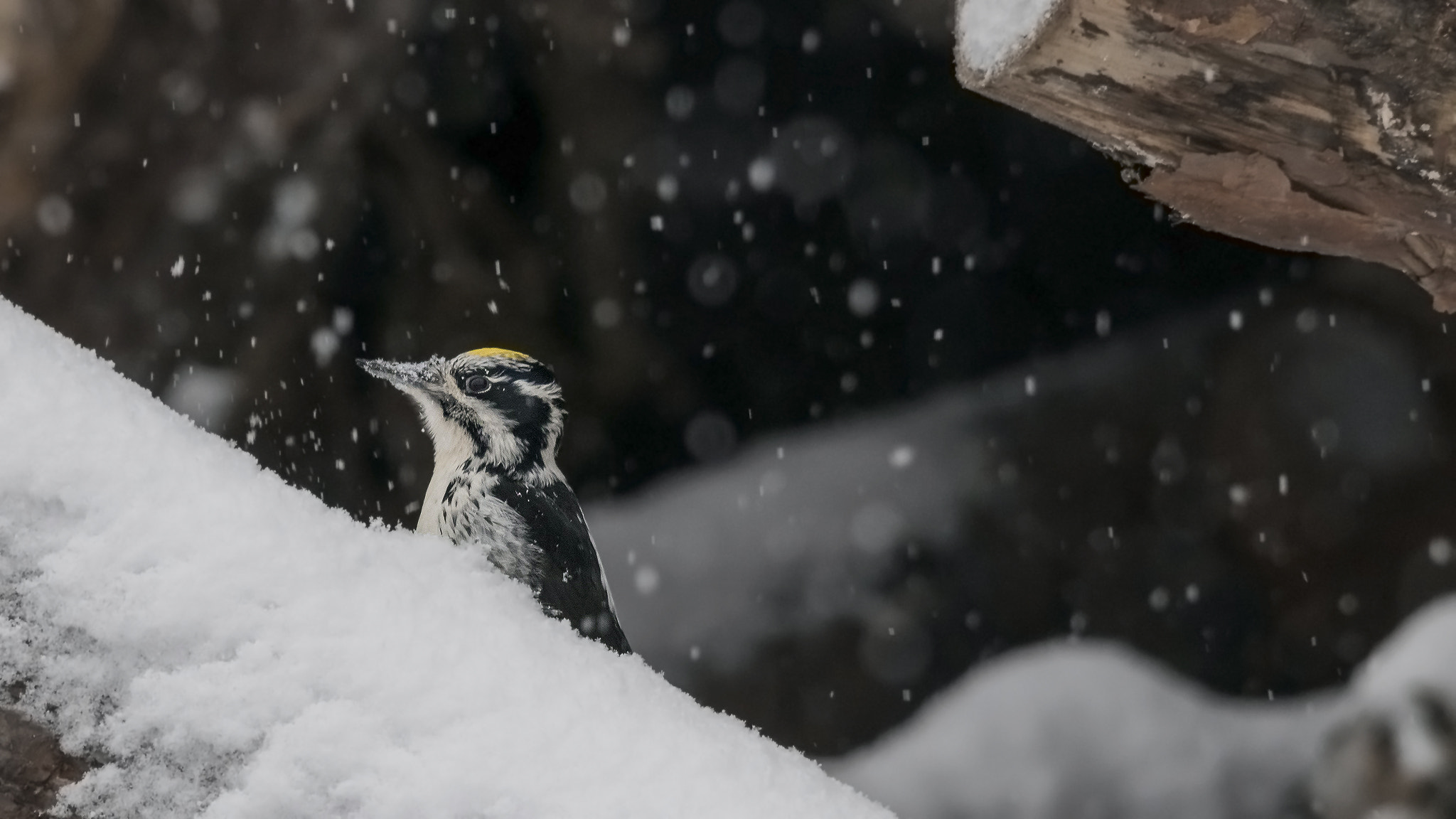 Sigma 150-500mm F5-6.3 DG OS HSM sample photo. Three-toed woodpecker. photography