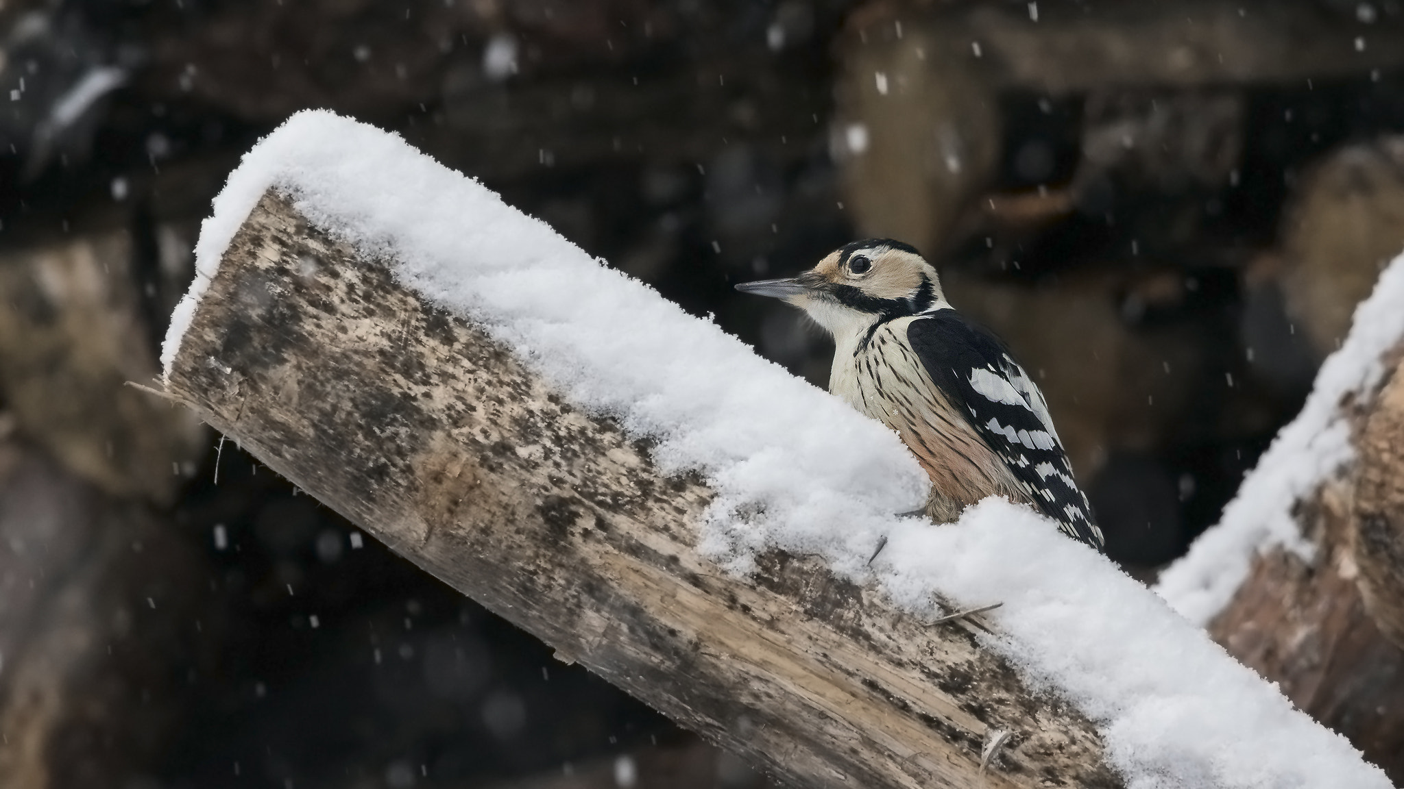 Sigma 150-500mm F5-6.3 DG OS HSM sample photo. White-backed woodpecker. photography