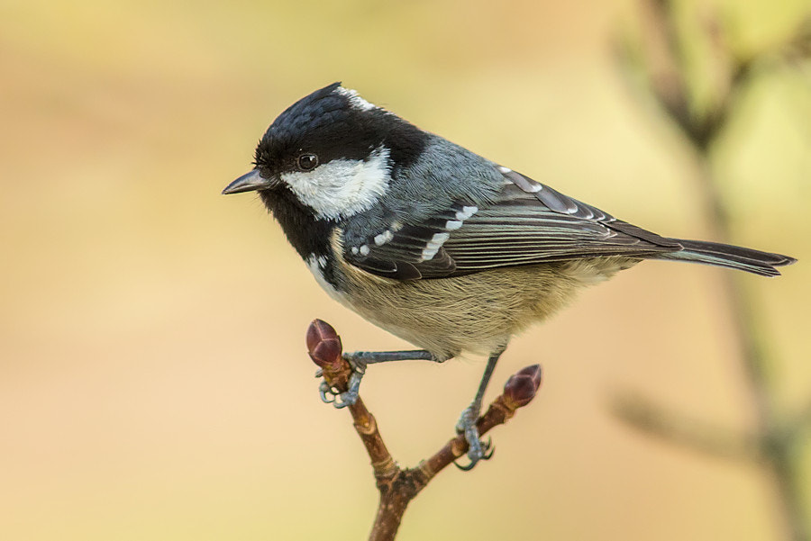 Canon EF 300mm F4L IS USM sample photo. Tannenmeise photography