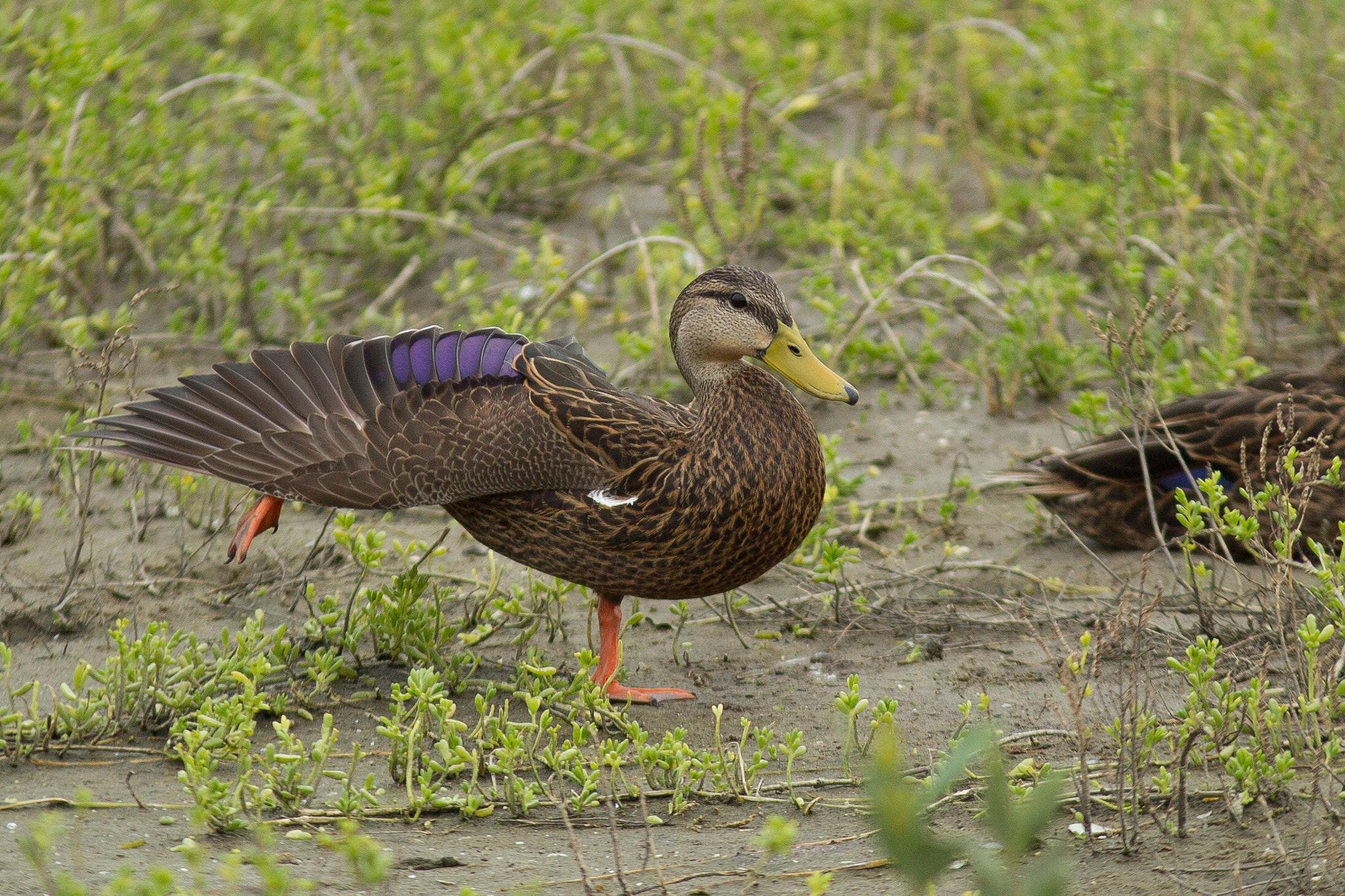 Canon EF 300mm F4L IS USM sample photo. Morning stretch photography
