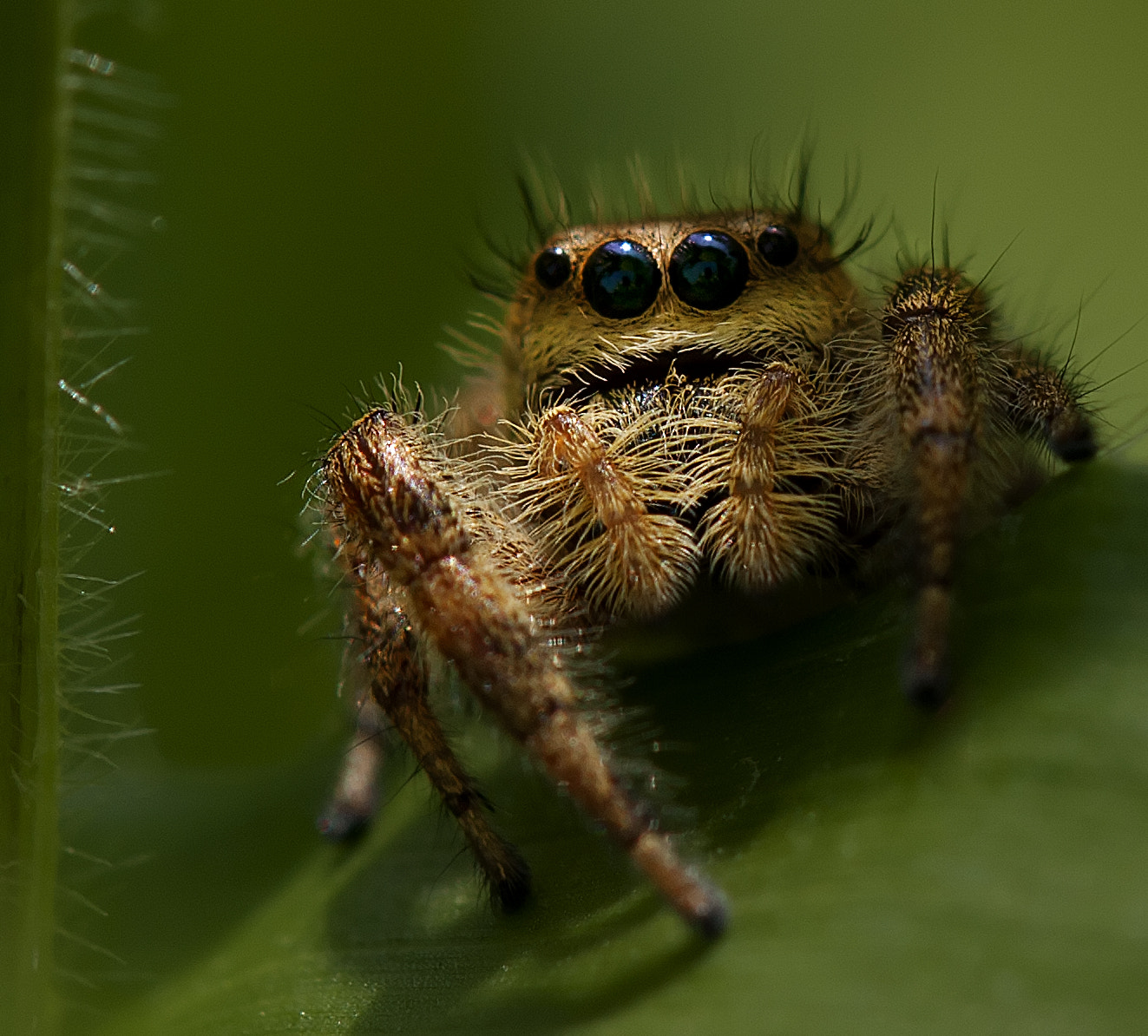 Tamron SP AF 180mm F3.5 Di LD (IF) Macro sample photo. Jumper 230 photography