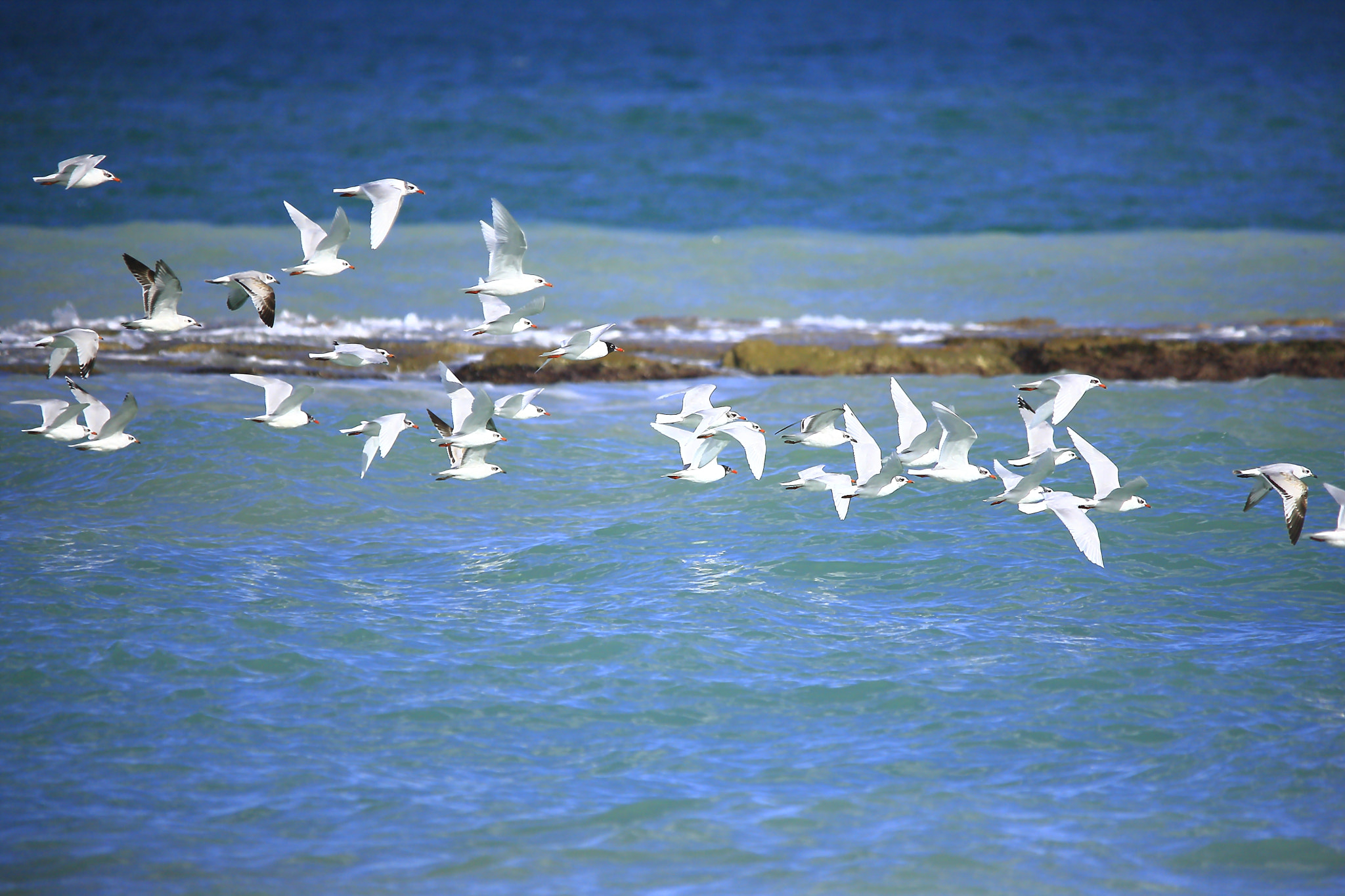 Sigma 150-500mm F5-6.3 DG OS HSM sample photo. Gull travel photography