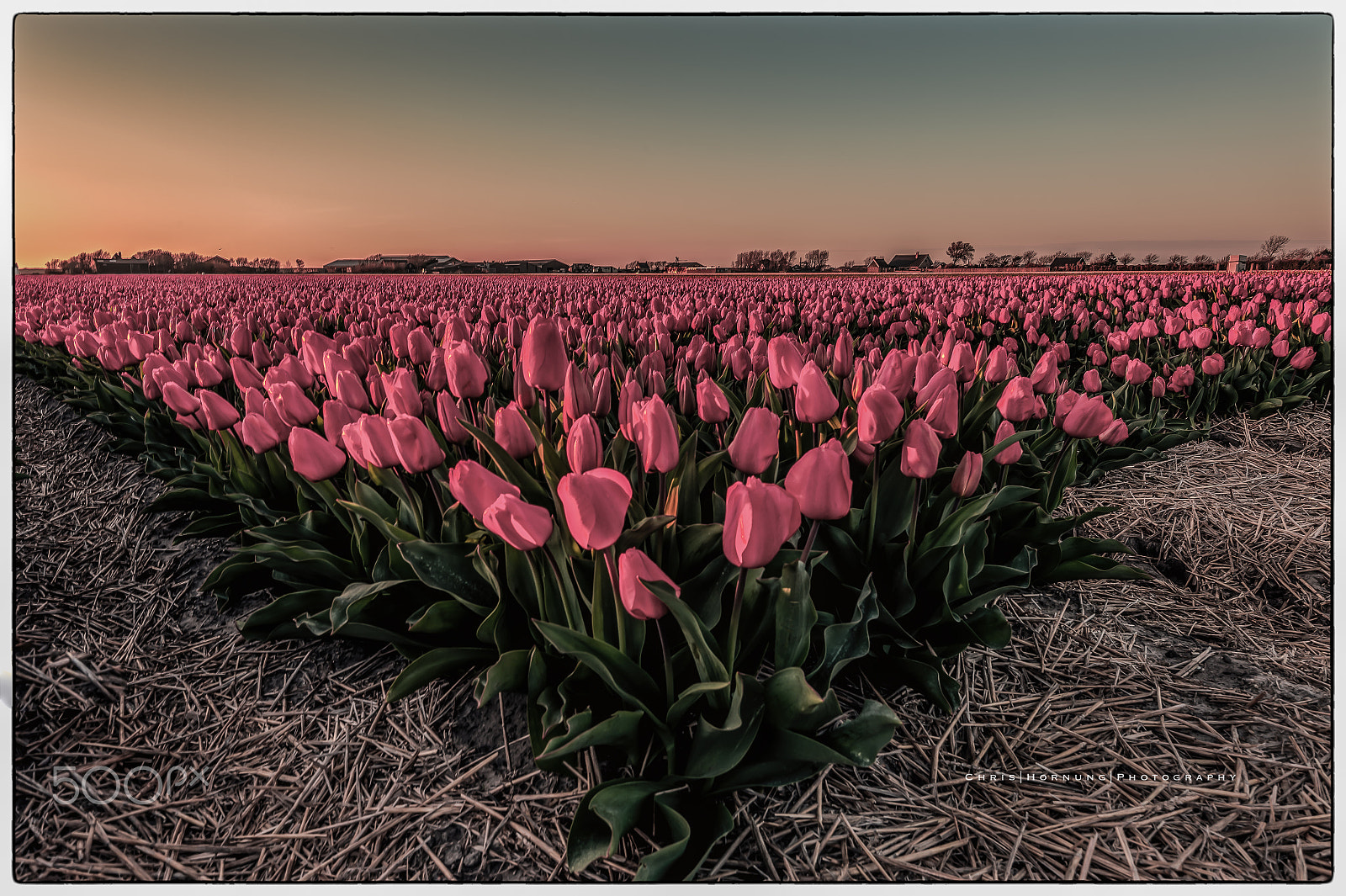 Nikon D4 sample photo. 'tulips from holland' photography