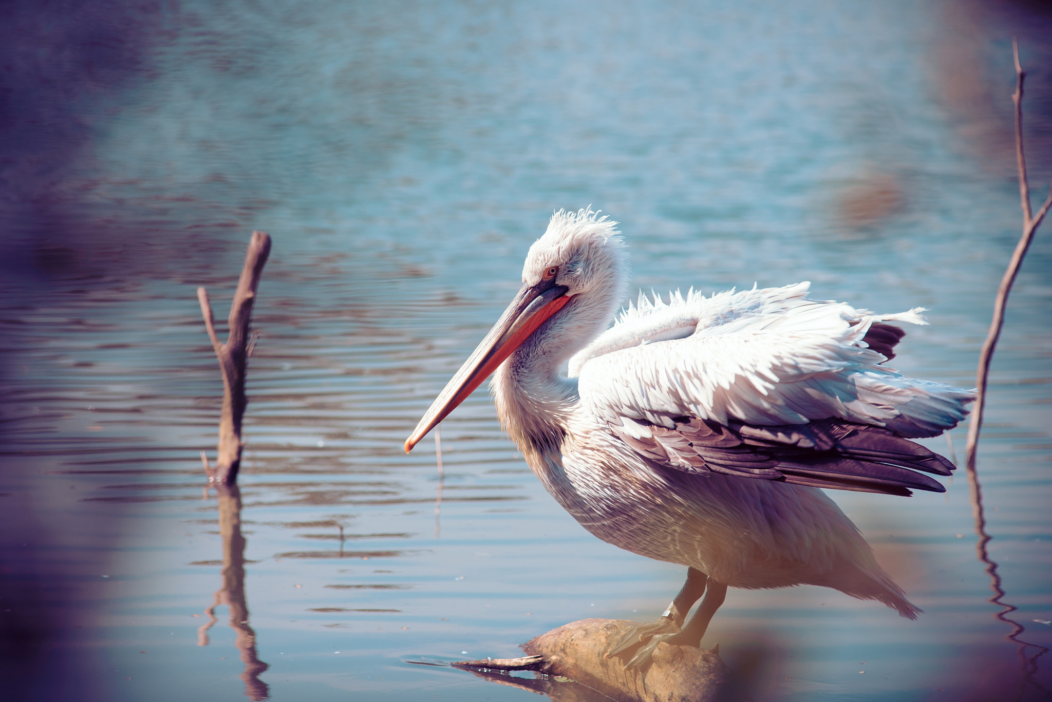 Nikon D610 + Nikon AF Nikkor 180mm F2.8D ED-IF sample photo. Pelican photography