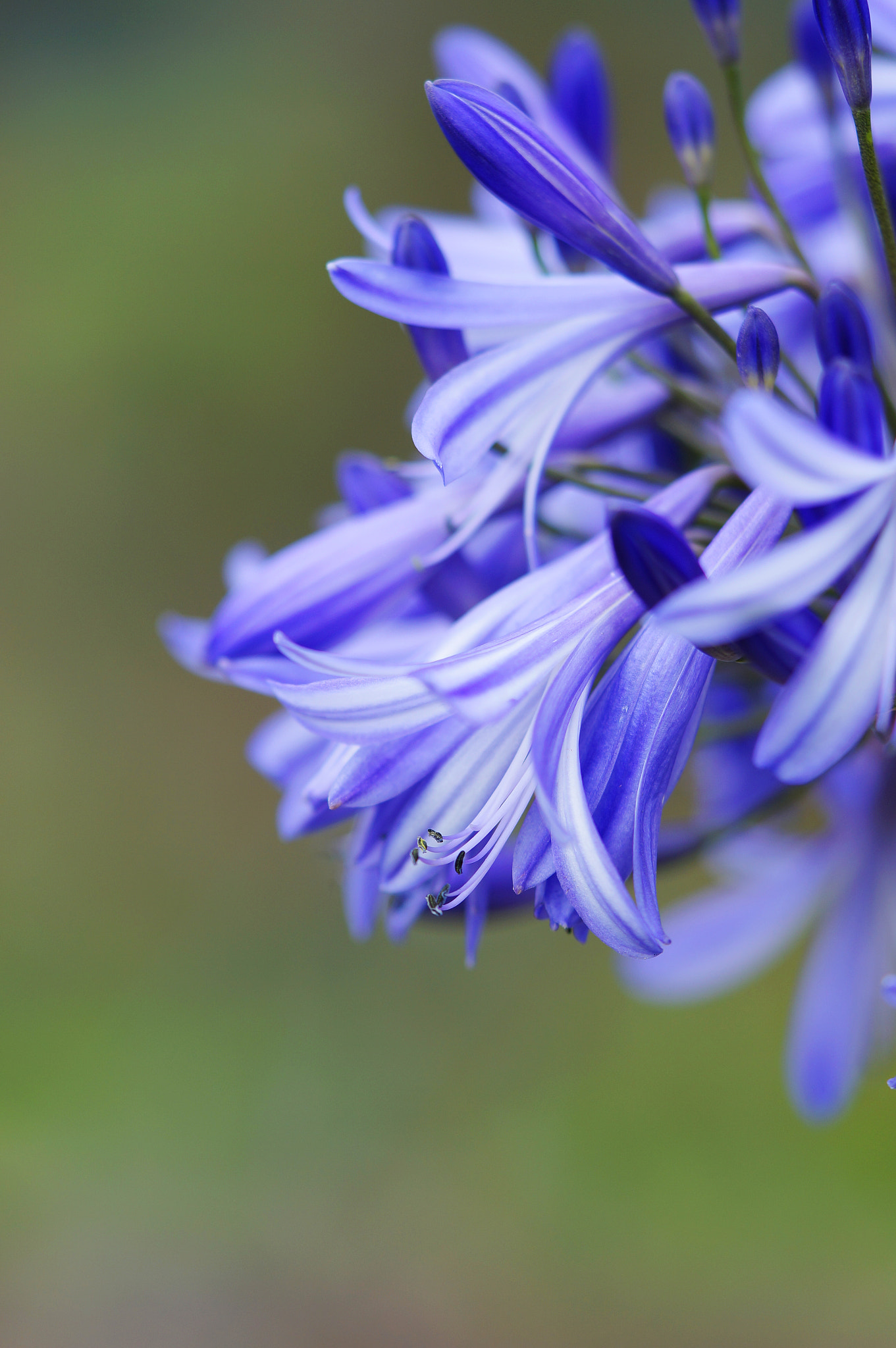 Sony Alpha NEX-6 + Sony FE 90mm F2.8 Macro G OSS sample photo. Flower photography