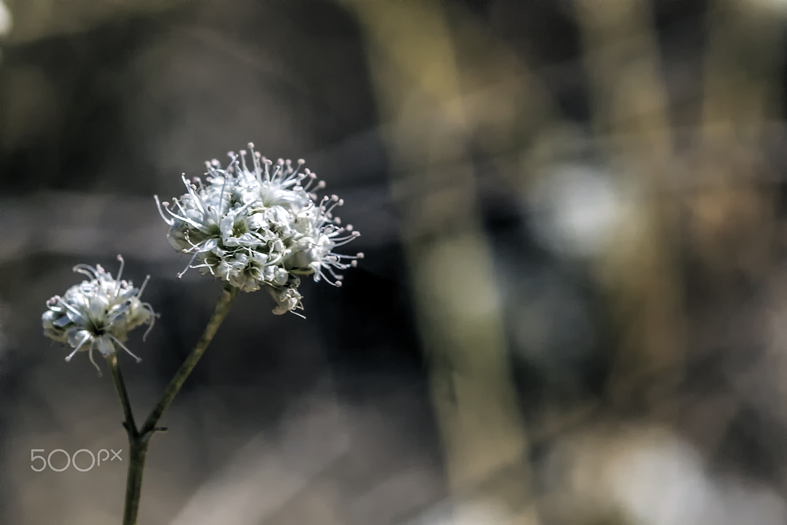 Tamron SP AF 70-200mm F2.8 Di LD (IF) MACRO sample photo. Estio photography