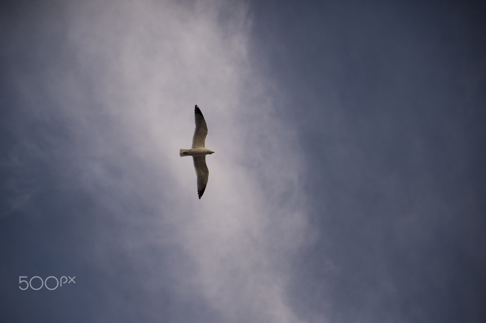Nikon Df sample photo. Seagull photography