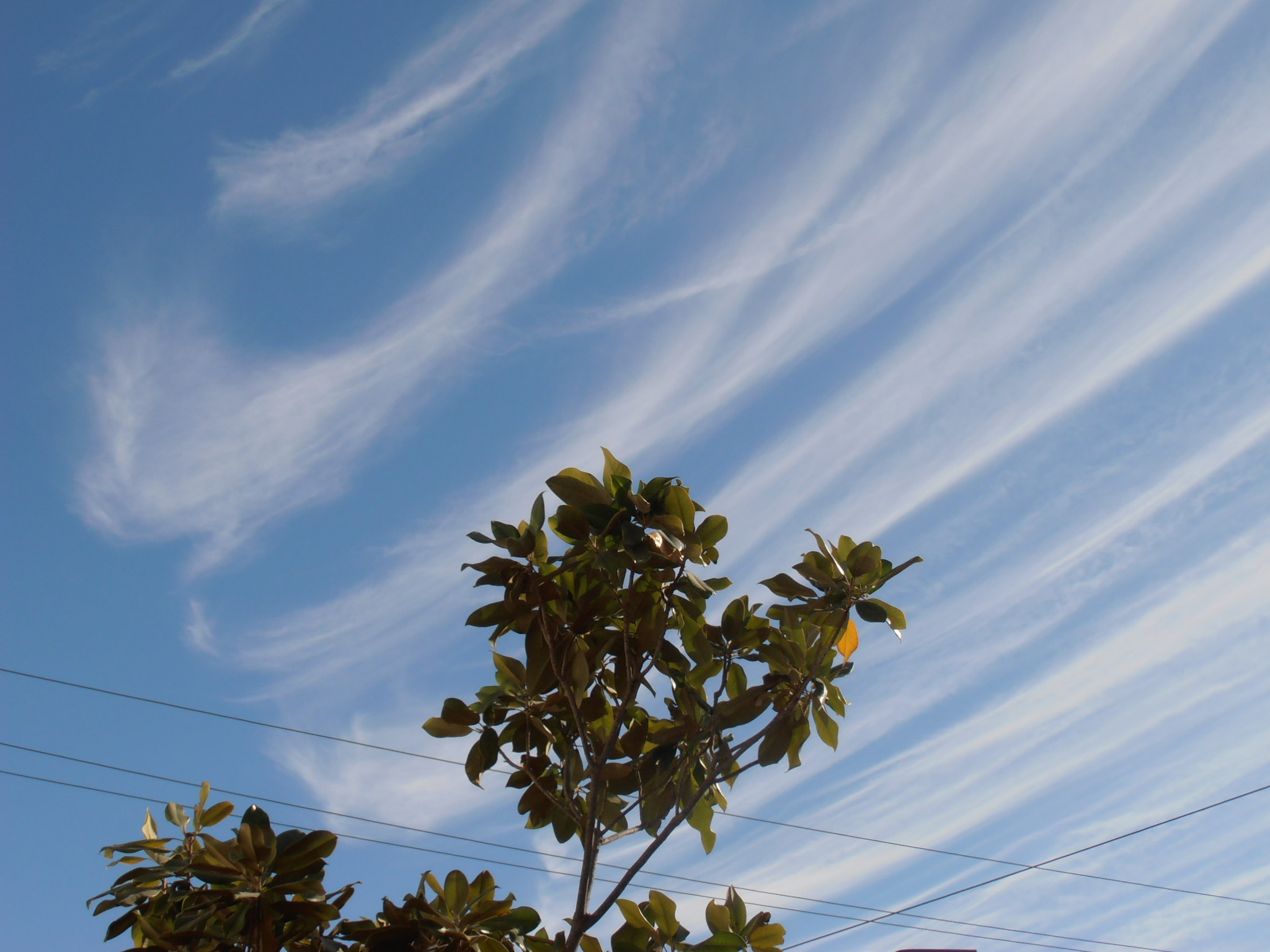 Olympus VR325,VR320,D725 sample photo. Magnolia and clouds photography