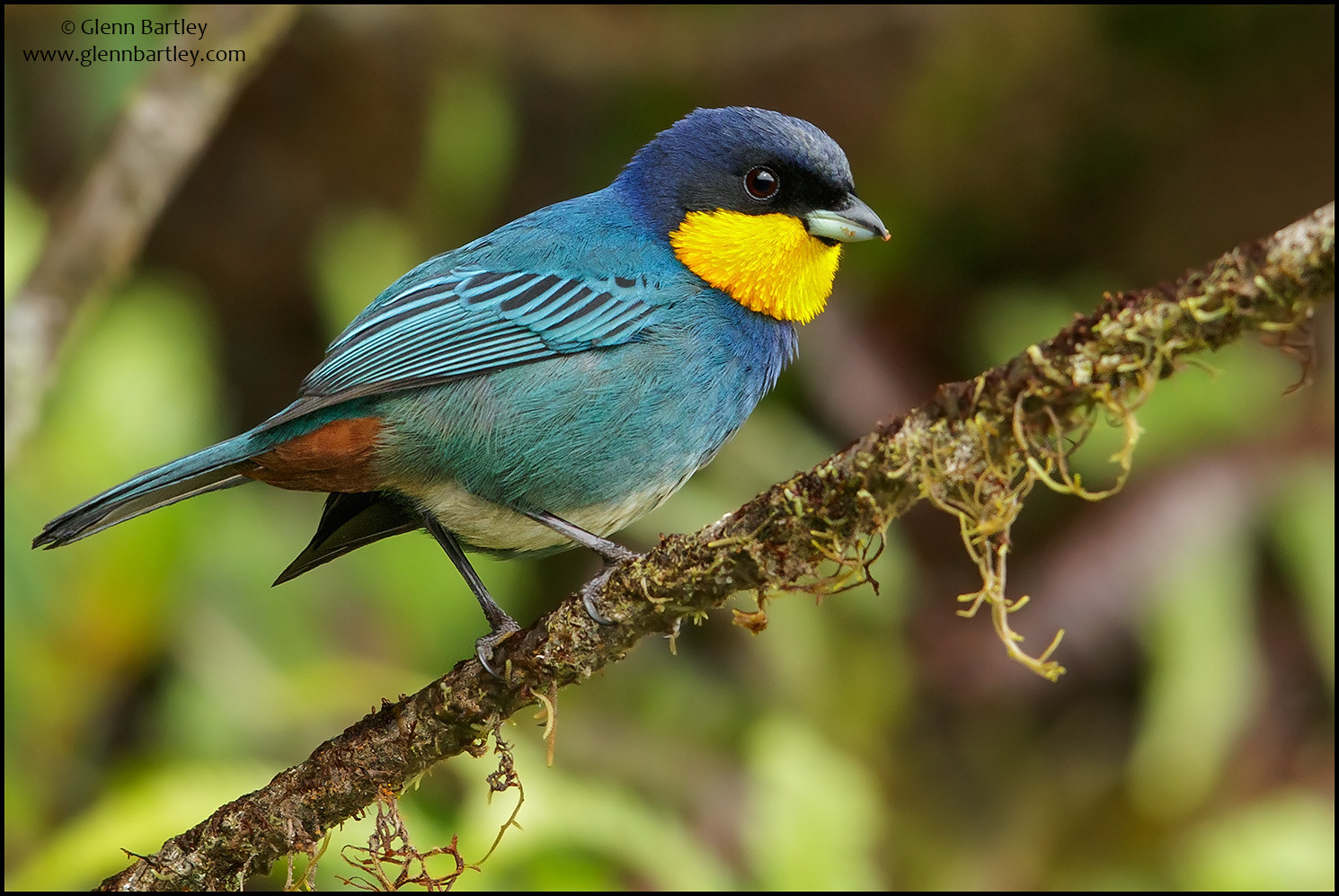 Canon EF 600mm F4L IS II USM sample photo. Purplish-mantled tanager (iridosornis porphyrocephalus) photography