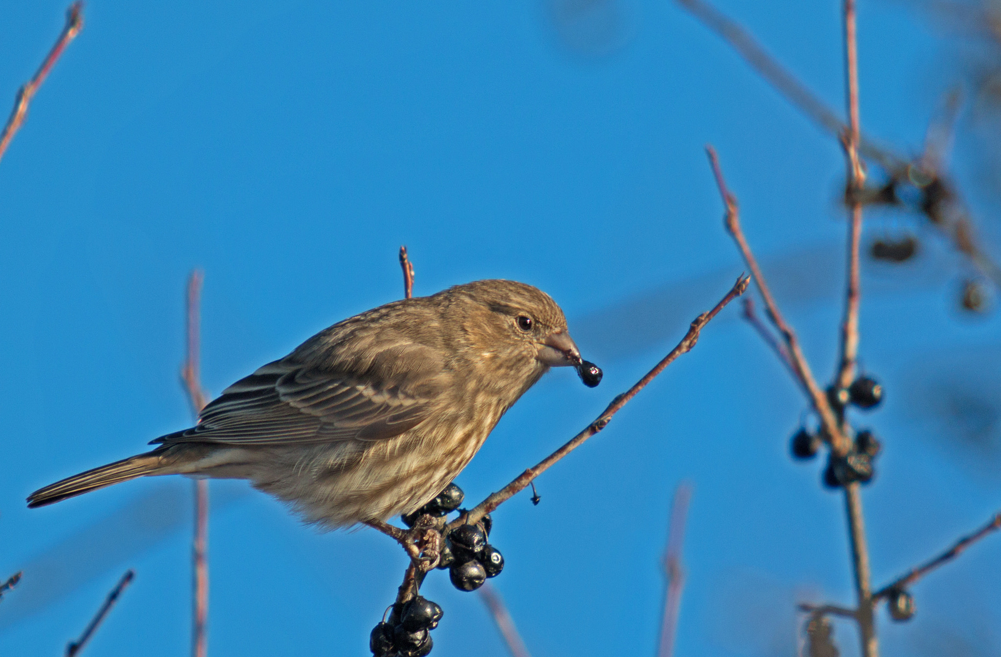 Canon EF 70-200mm F2.8L USM sample photo. Common redpoll photography