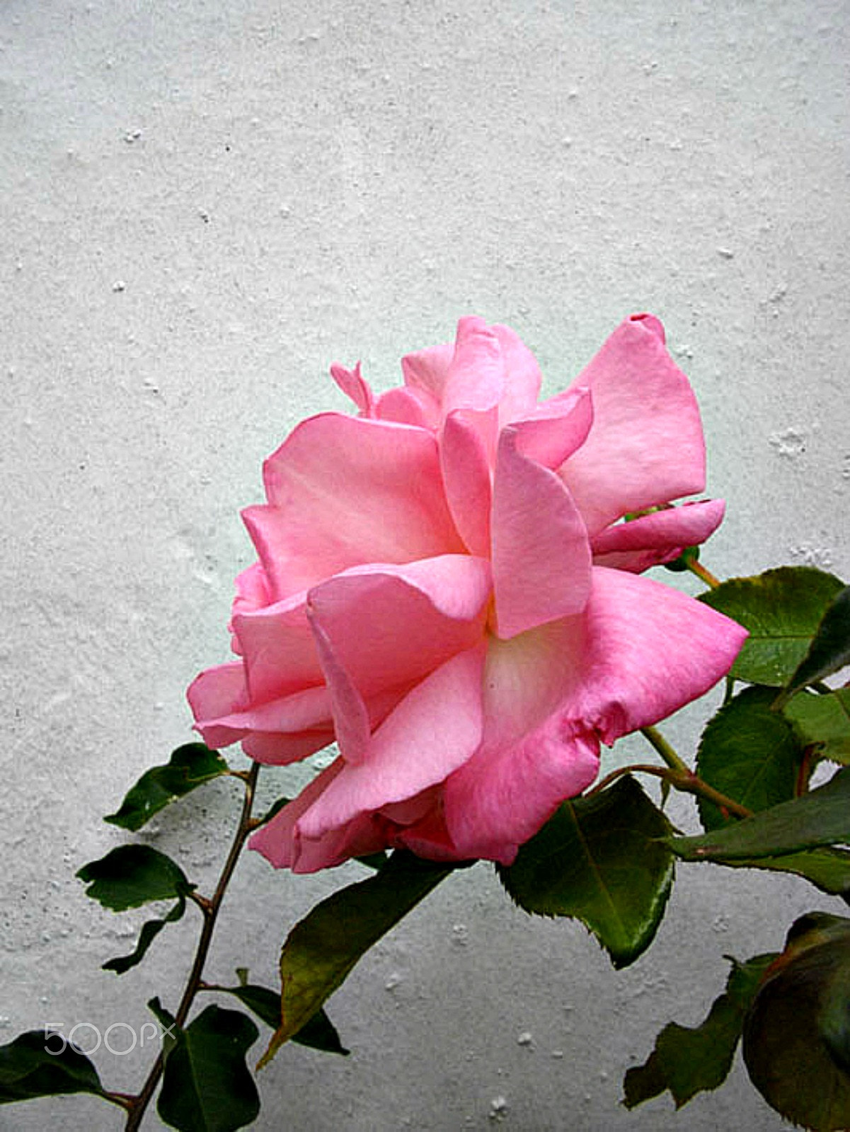 Pentax Optio E60 sample photo. Curly pink iii photography