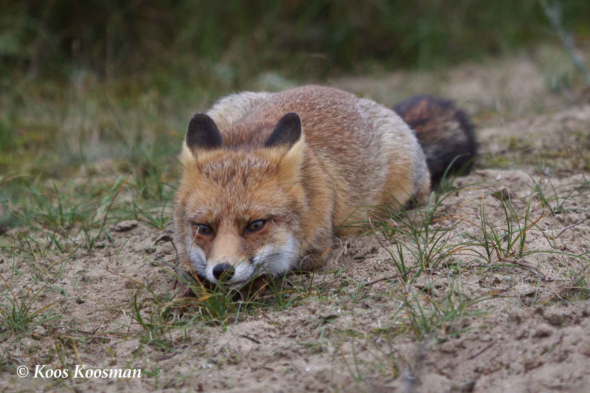 Canon EF 100-400mm F4.5-5.6L IS USM sample photo. Fox hunting photography