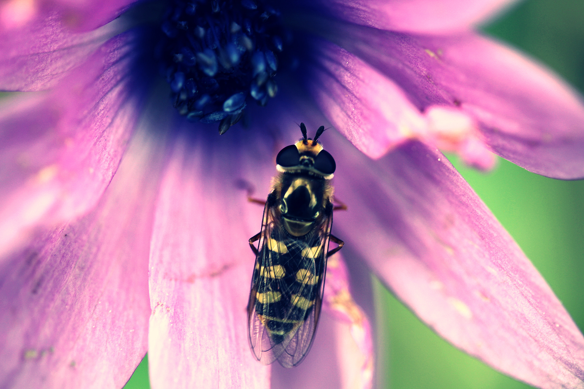 Canon EF-S 60mm F2.8 Macro USM sample photo. The strength of silence photography