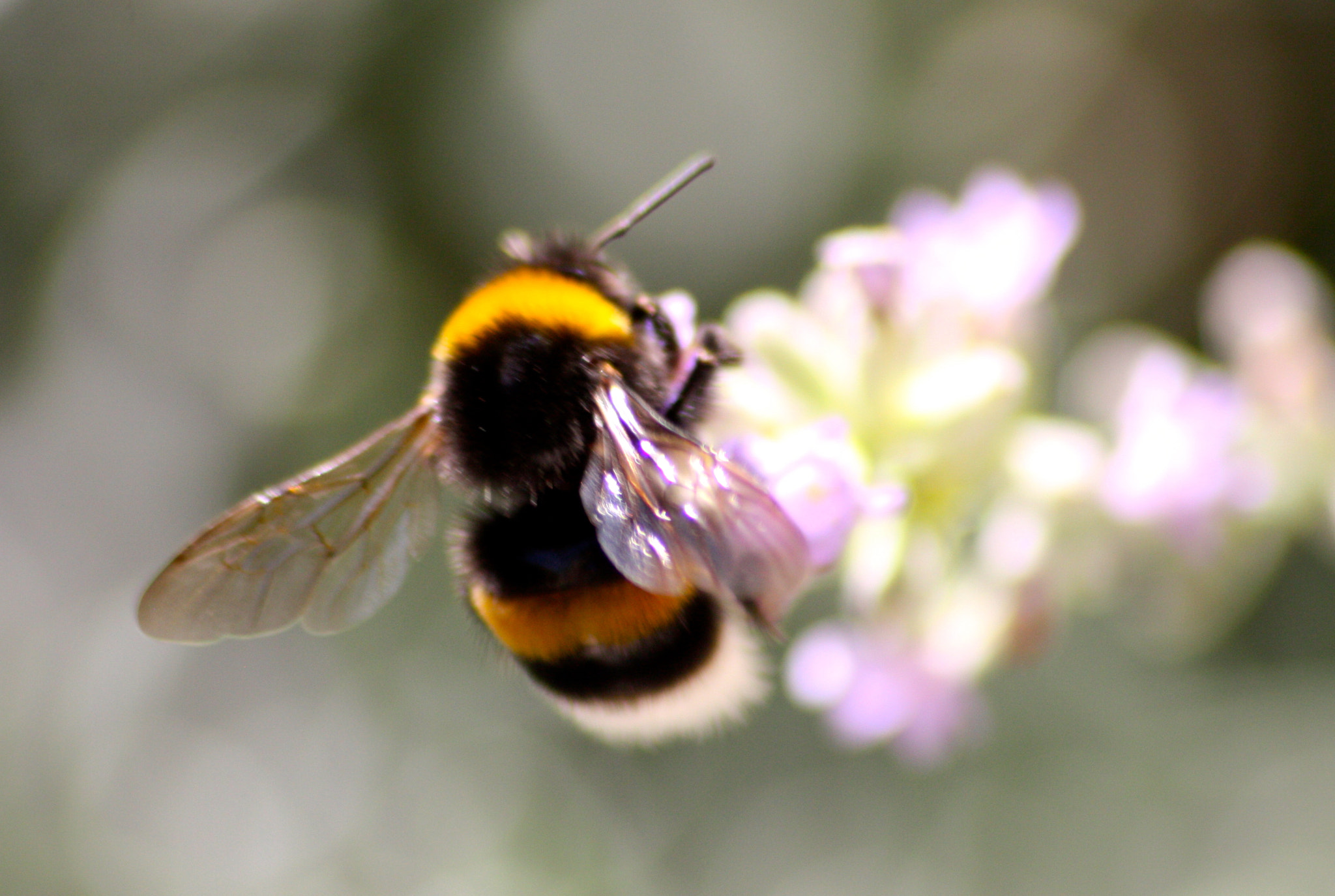 Sigma 70-300mm F4-5.6 APO DG Macro sample photo. Bumble bee photography