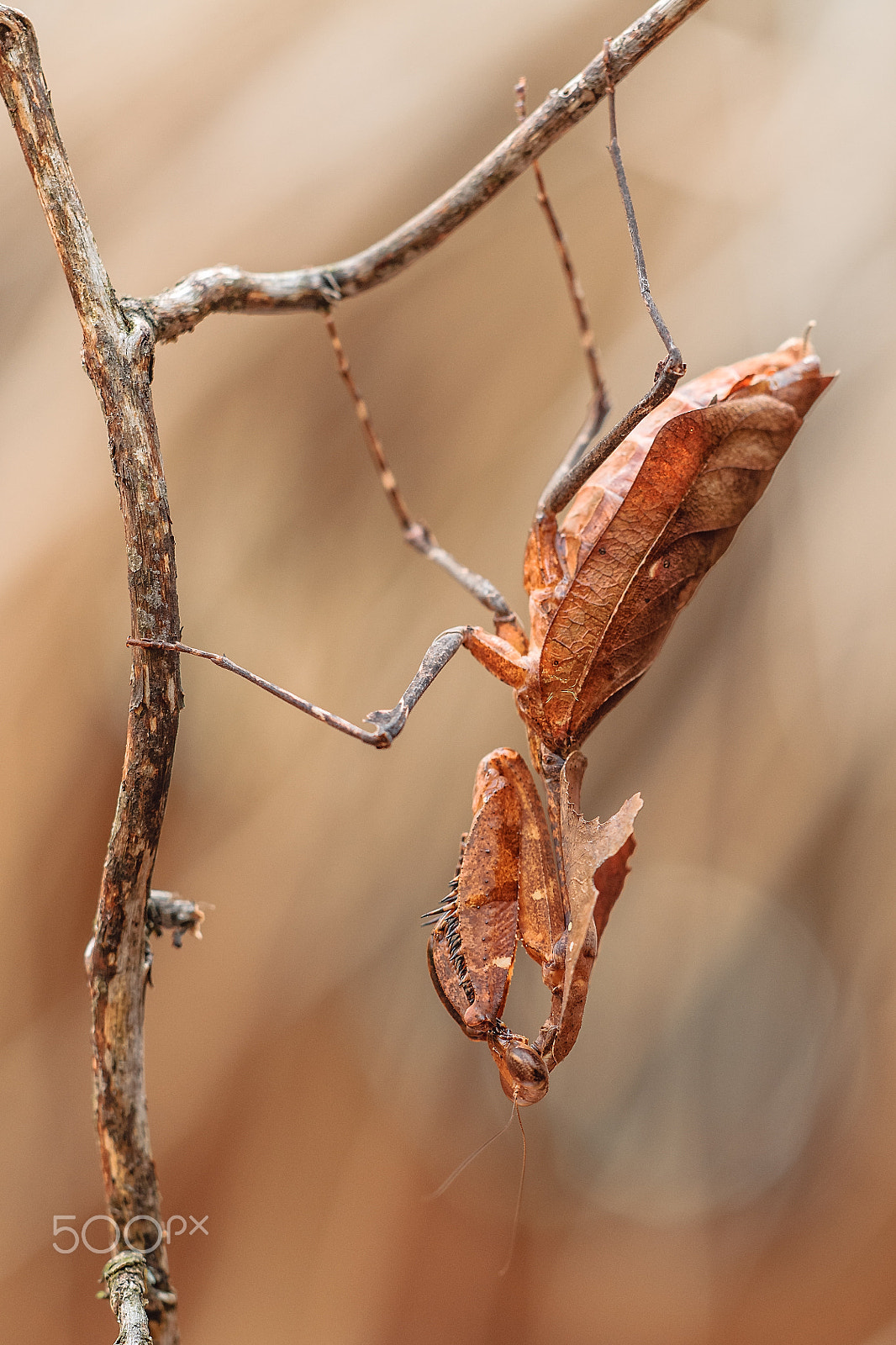 Sigma 150mm F2.8 EX DG Macro HSM sample photo. Mantis photography