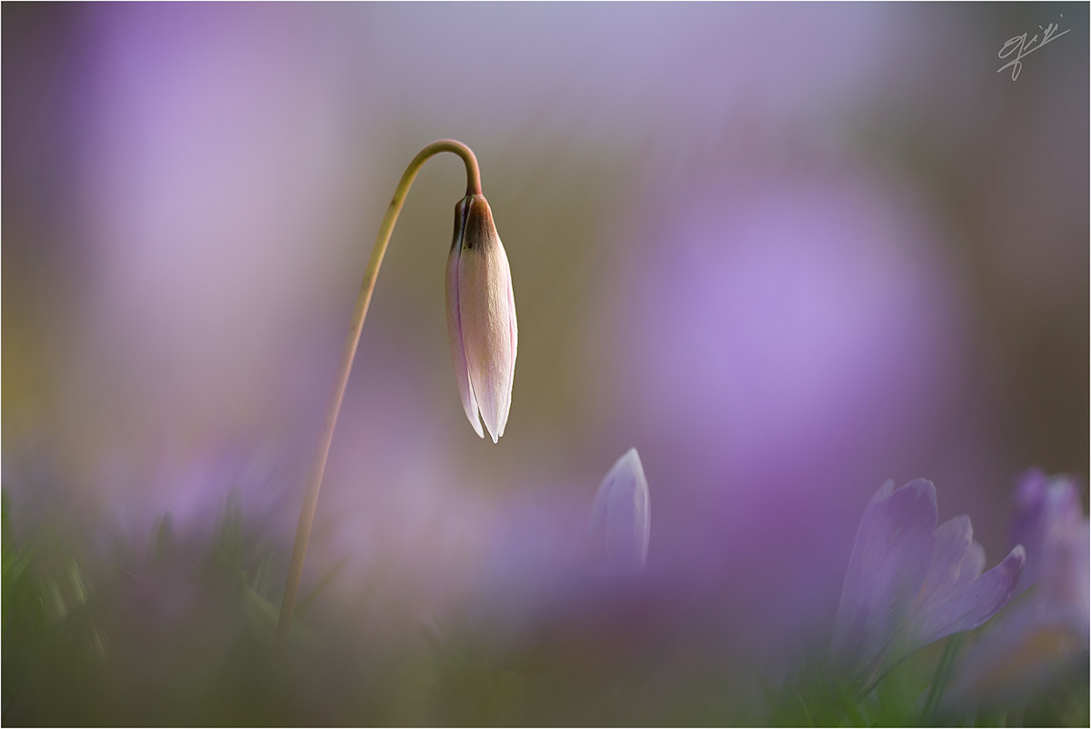 Sigma 150mm F2.8 EX DG OS Macro HSM sample photo. Erythronium dens canis photography