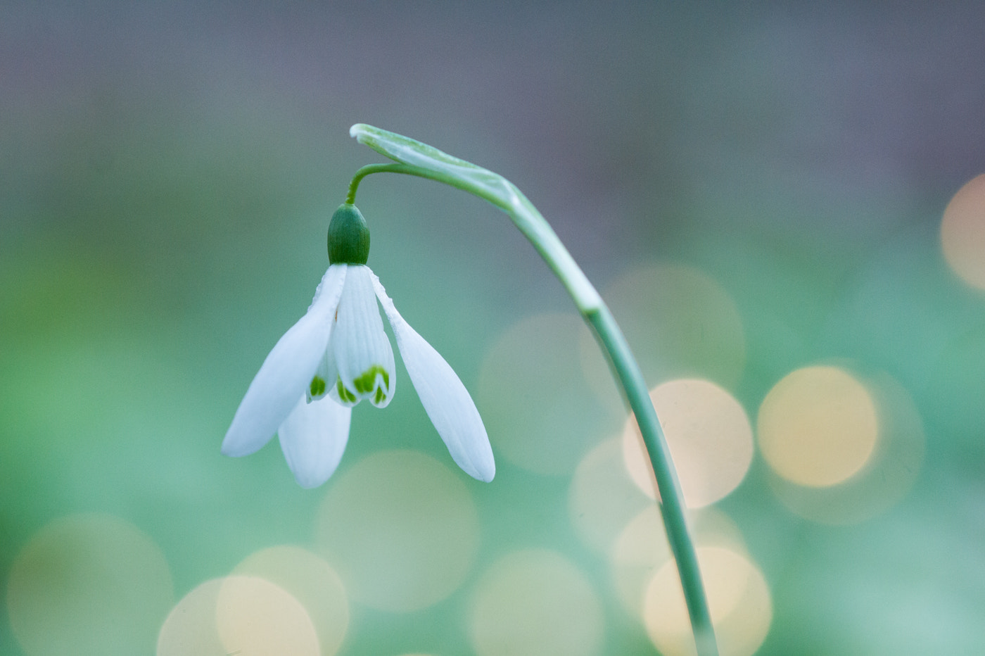 Sony Alpha DSLR-A550 + Sony 100mm F2.8 Macro sample photo. Snowdrop photography