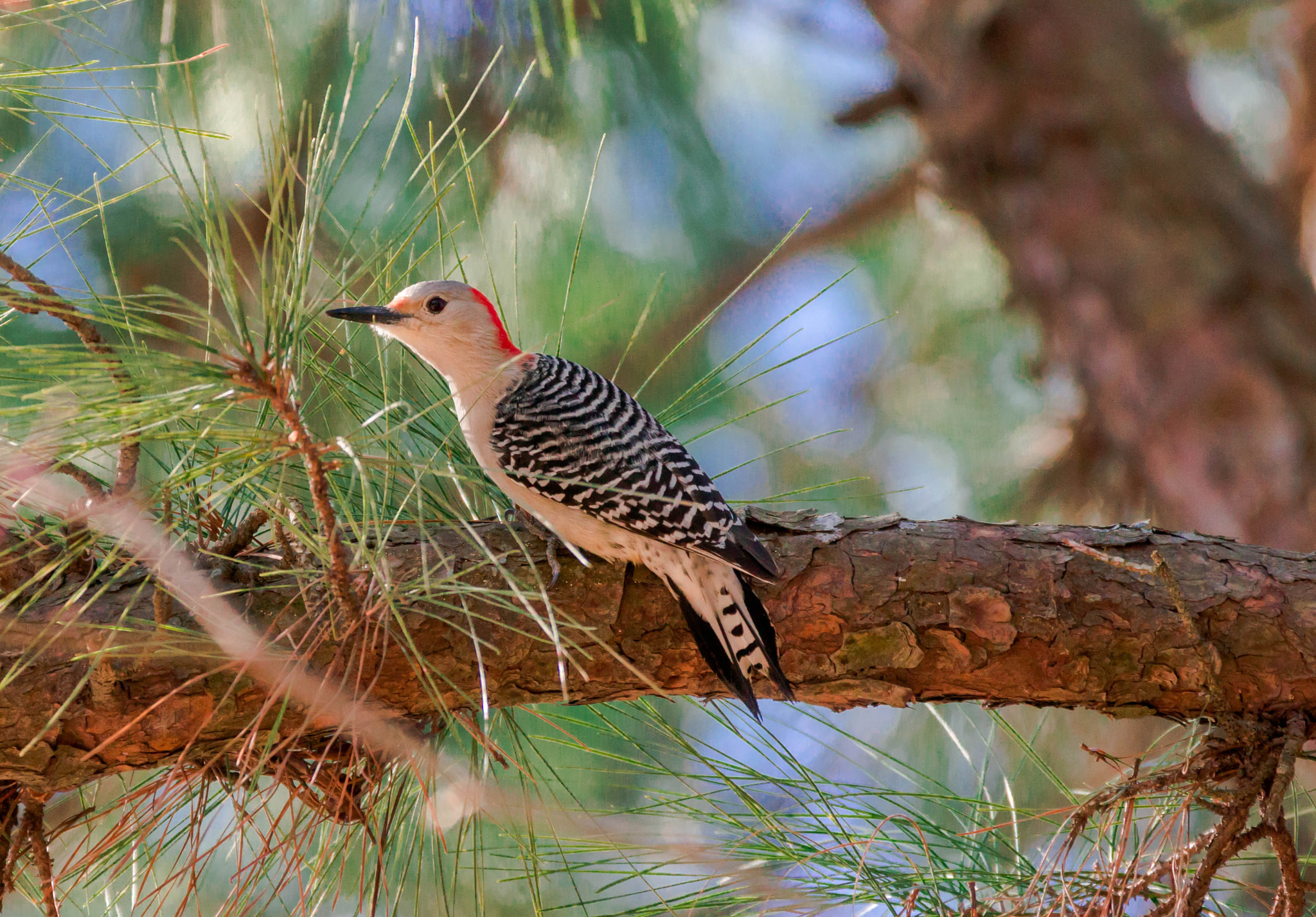 Sony Alpha DSLR-A580 sample photo. Golden fronted wooodpecker photography