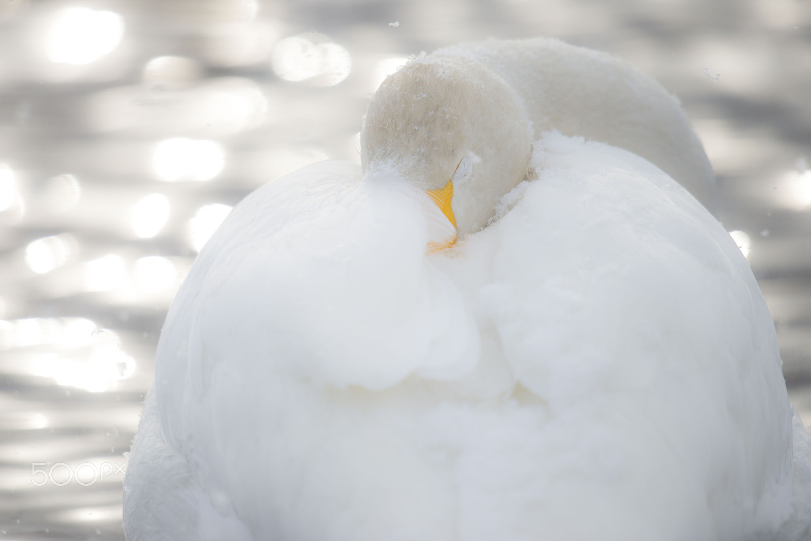 Nikon D800 + Nikon AF-S Nikkor 600mm F4G ED VR sample photo. 想い photography