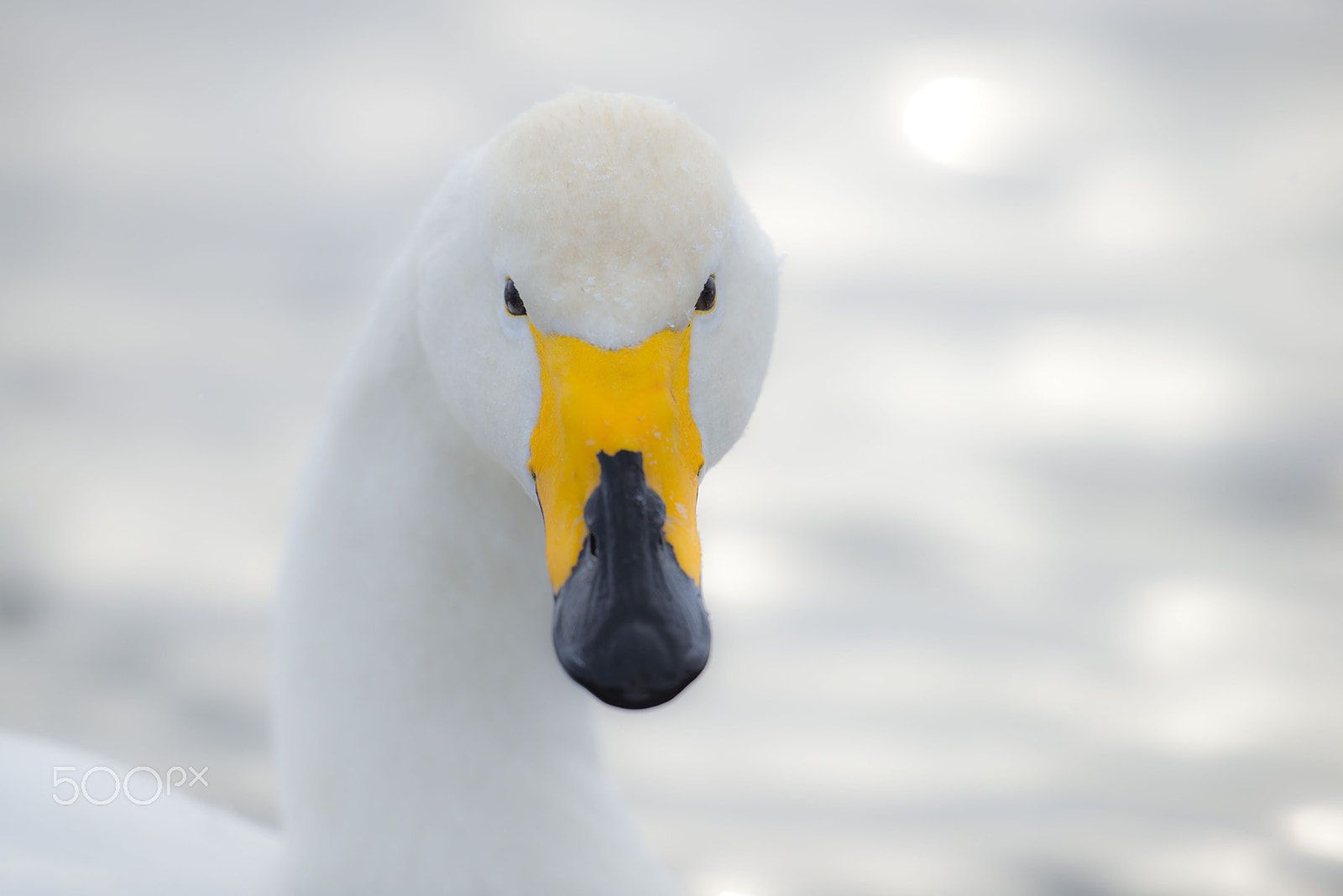 Nikon D800 + Nikon AF-S Nikkor 600mm F4G ED VR sample photo. 白鳥 photography
