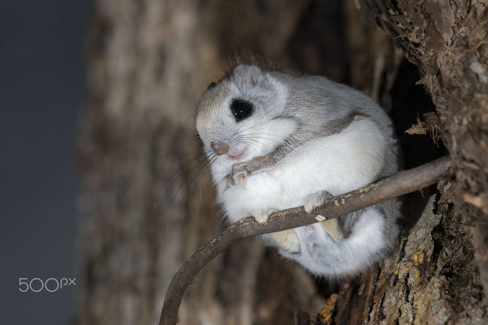 Nikon D800 + Nikon AF-S Nikkor 600mm F4G ED VR sample photo. エゾモモンガ photography