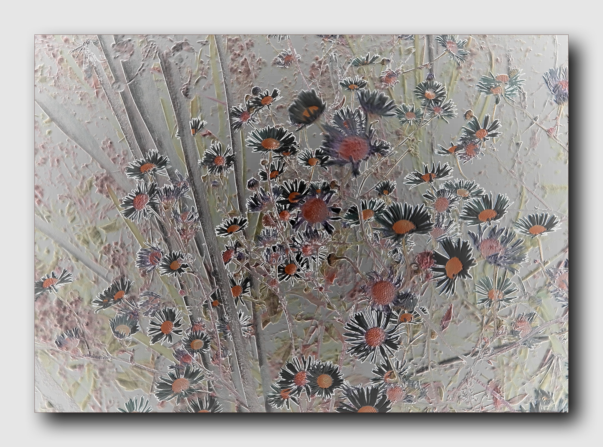 Pentax Optio I-10 sample photo. Wildflowers photography