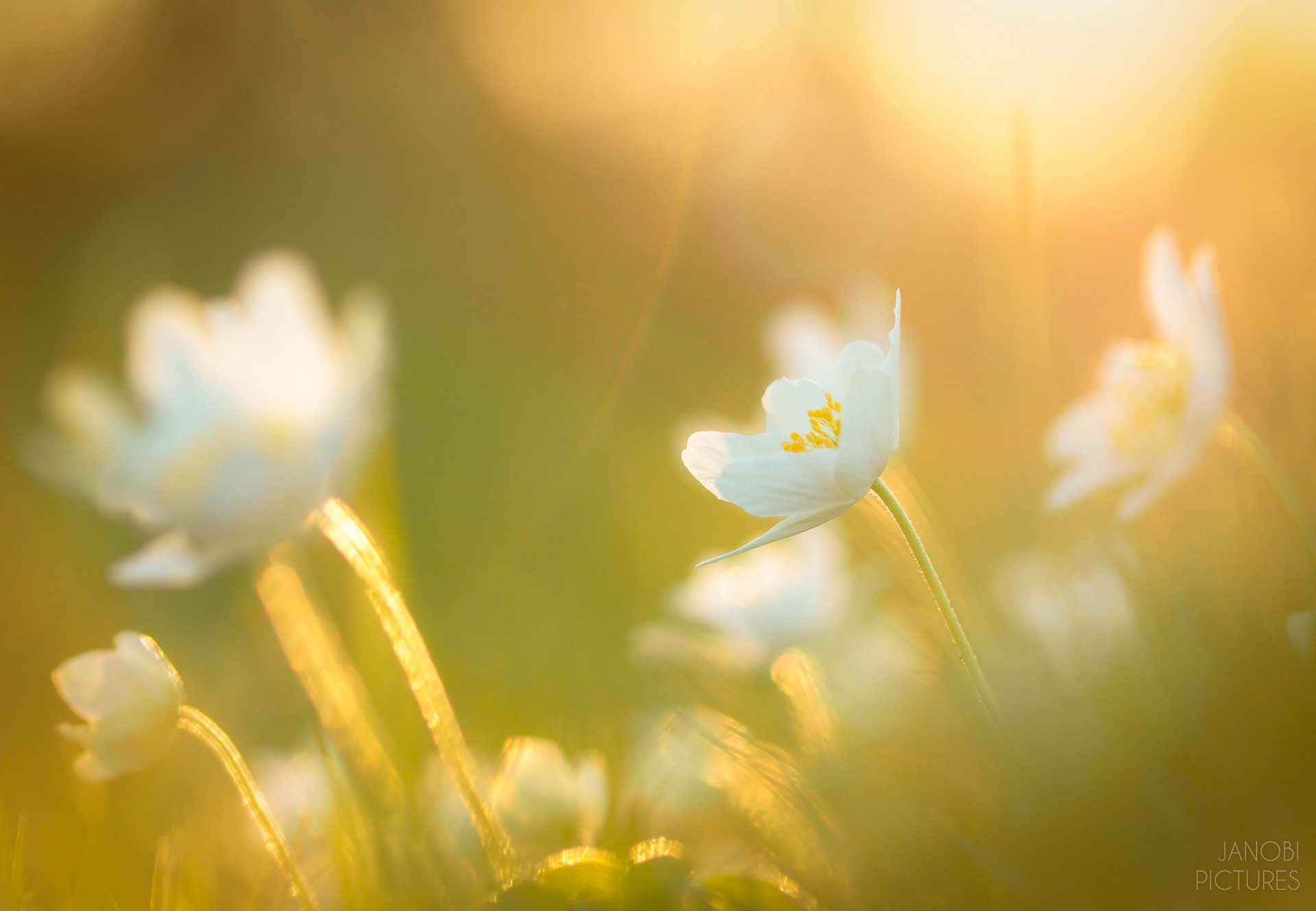 Olympus Zuiko Digital ED 70-300mm F4.0-5.6 sample photo. ~ wind-flower ~ photography