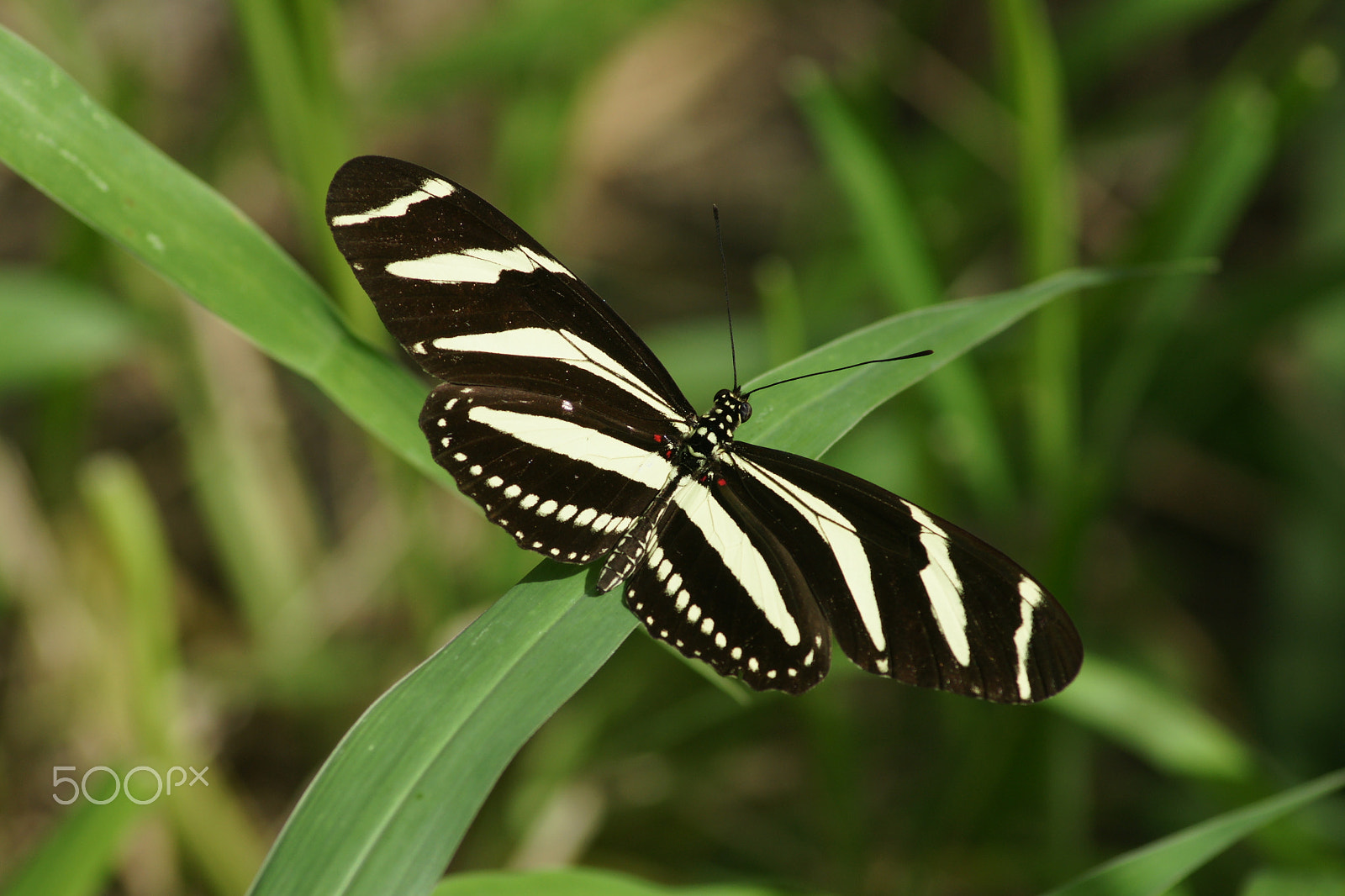 Tamron AF 70-300mm F4-5.6 Di LD Macro sample photo. Butter-patern photography