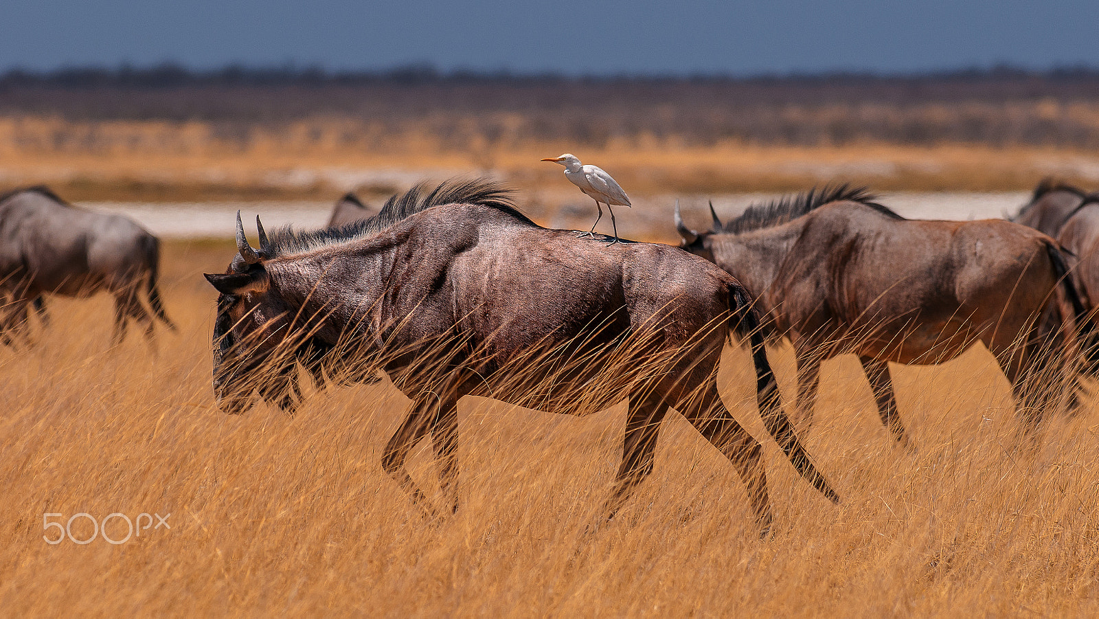 Nikon AF-S Nikkor 300mm F2.8G ED-IF VR sample photo. Gnu and heron photography