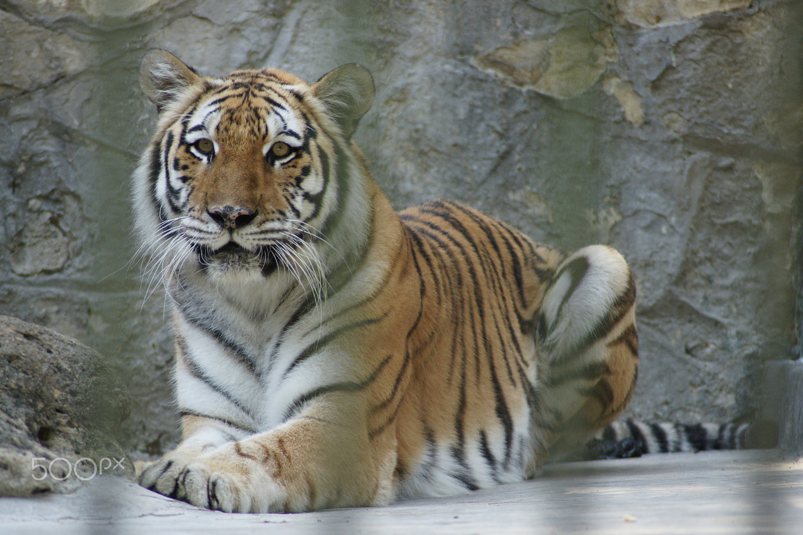 Sony Alpha DSLR-A700 + Tamron AF 70-300mm F4-5.6 Di LD Macro sample photo. I which bars were gone photography